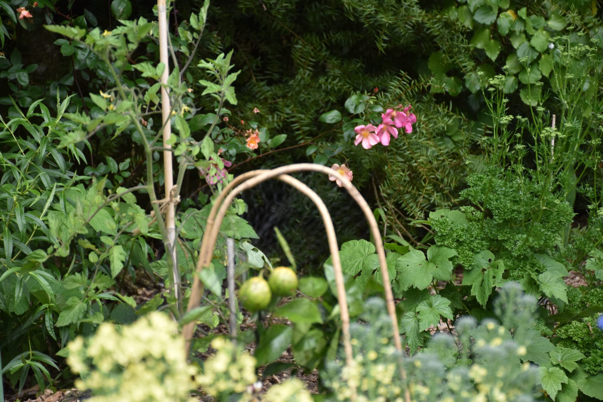 Beautiful edible garden in New Zealand Beautiful edible garden in New Zealand