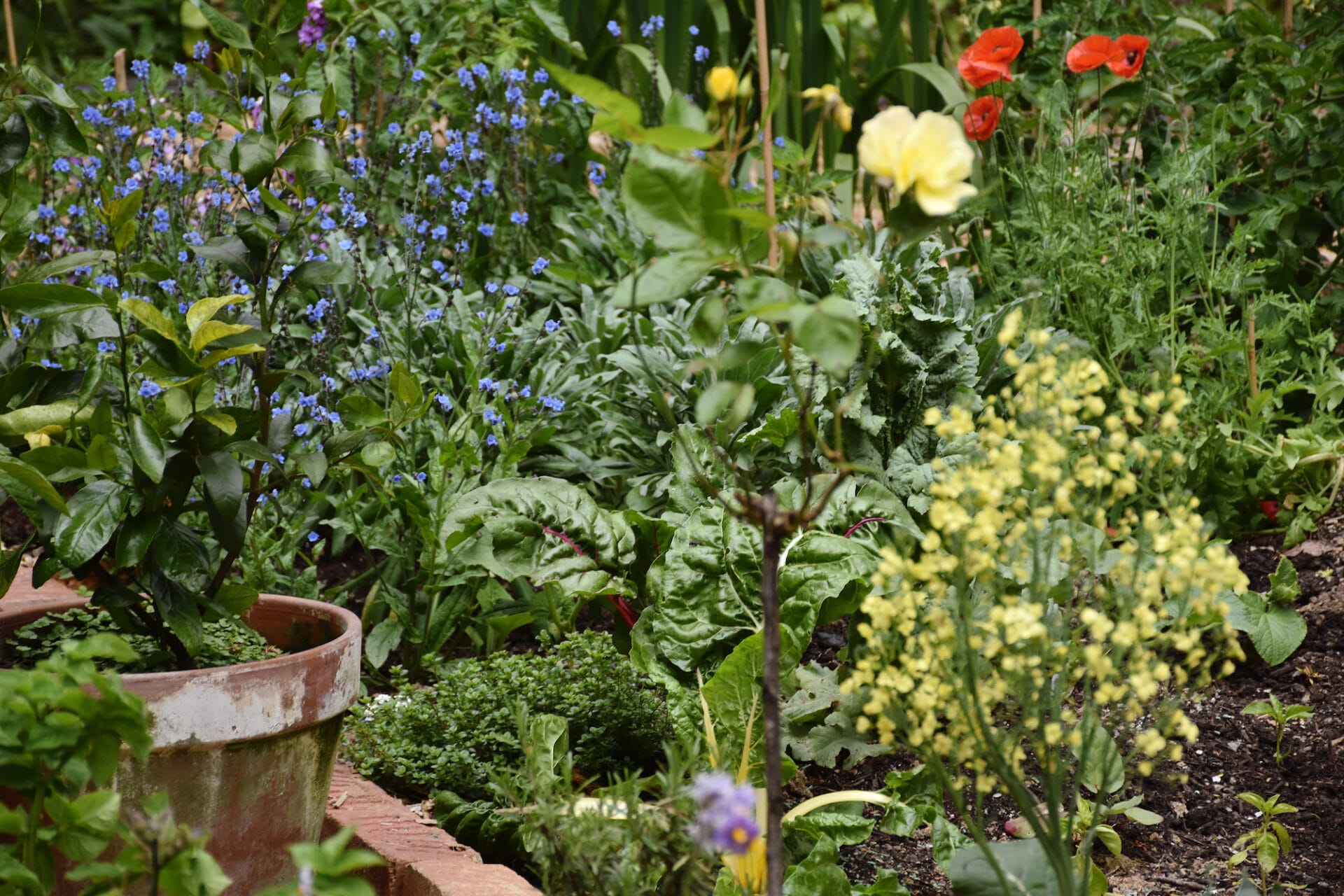 Edible garden in Wellington New Zealand