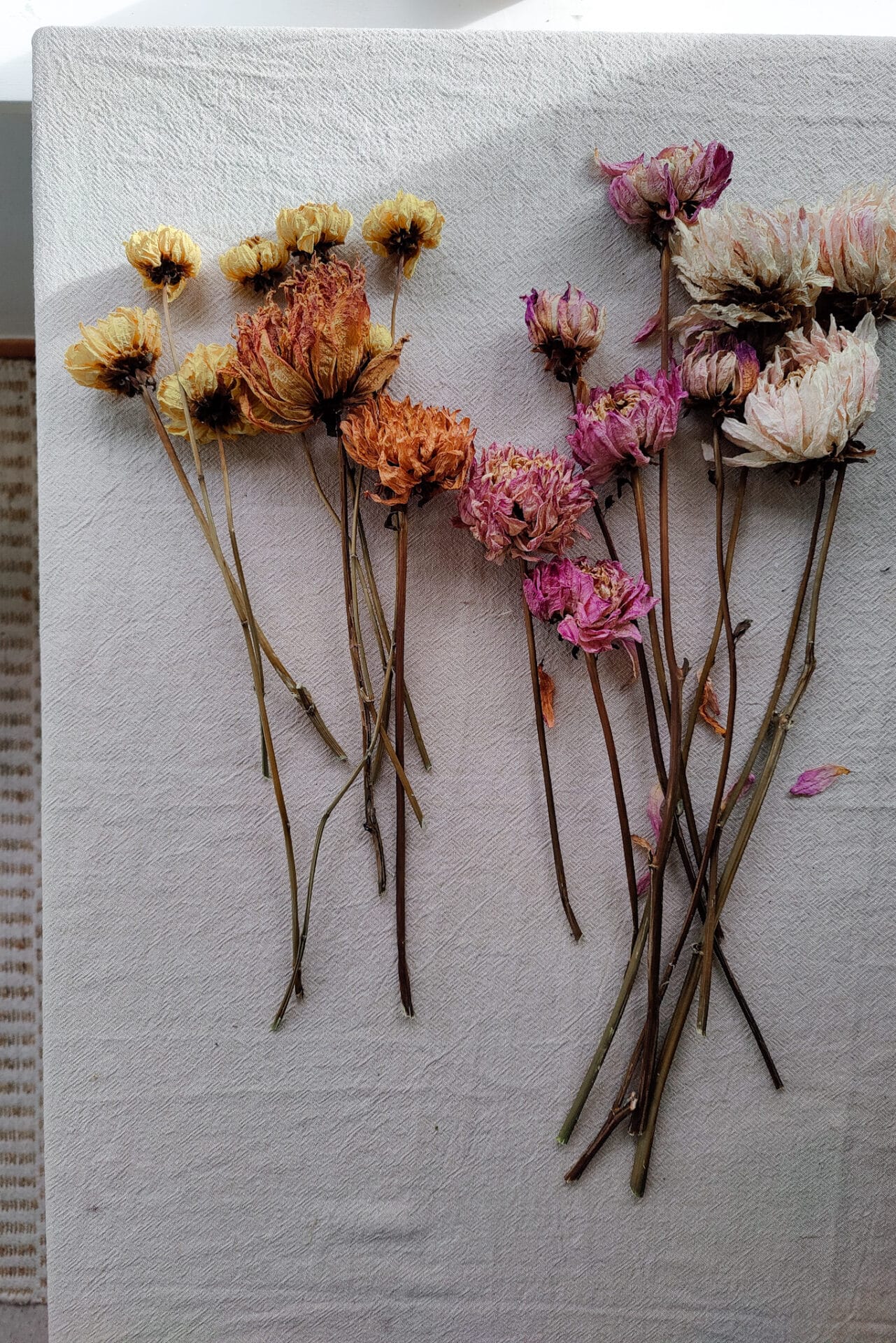 Dried Dahlias Dried Dahlias