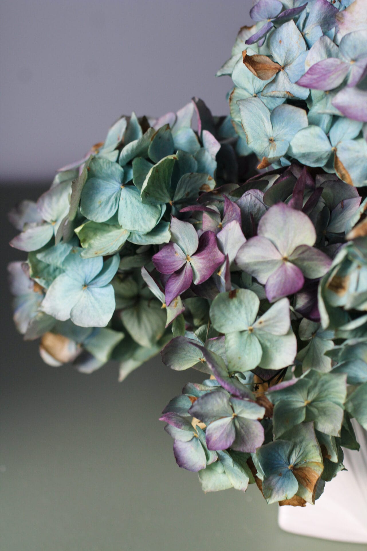 Dried Hydrangeas Dried Hydrangeas