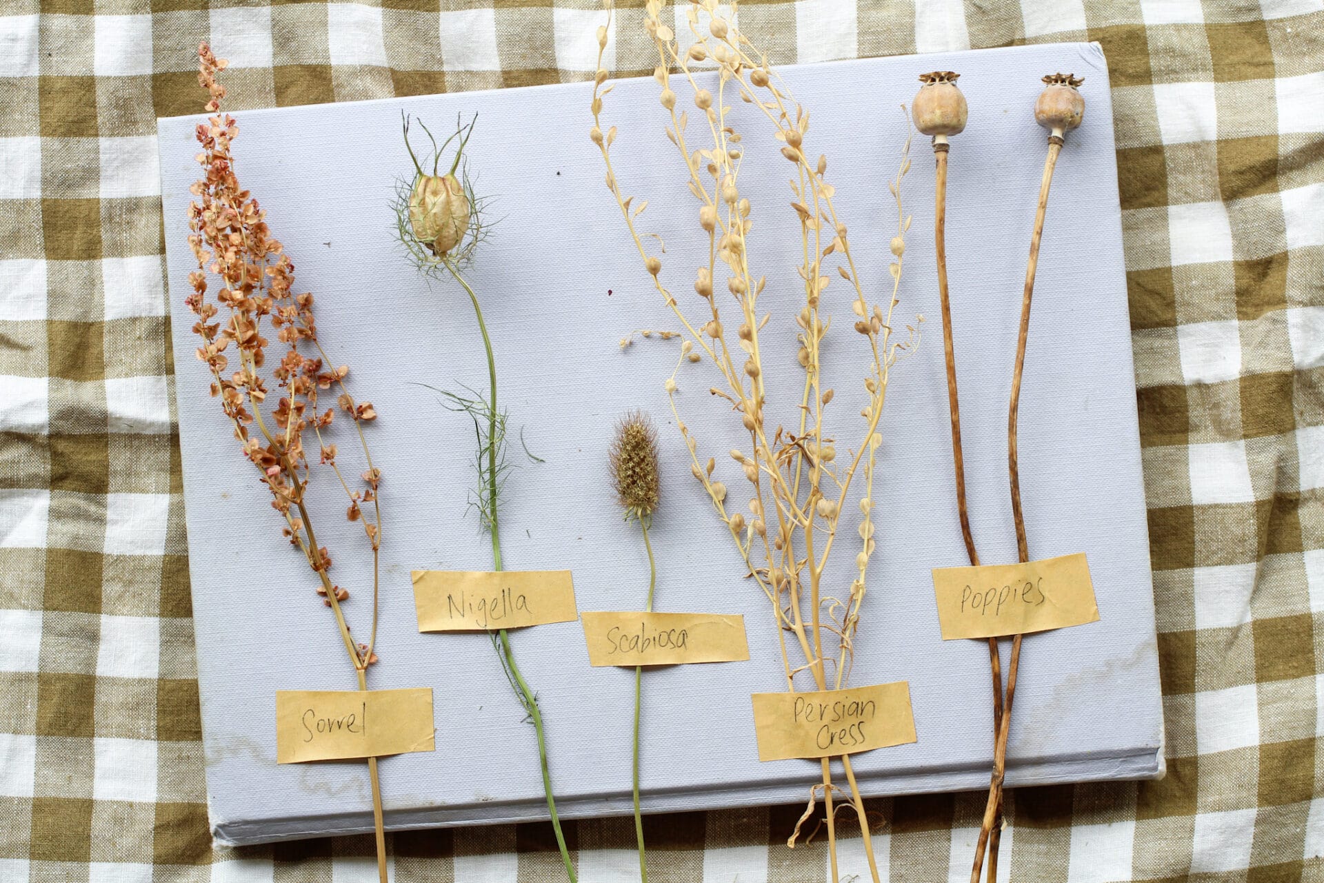 Dried Seedheads Dried Seedheads