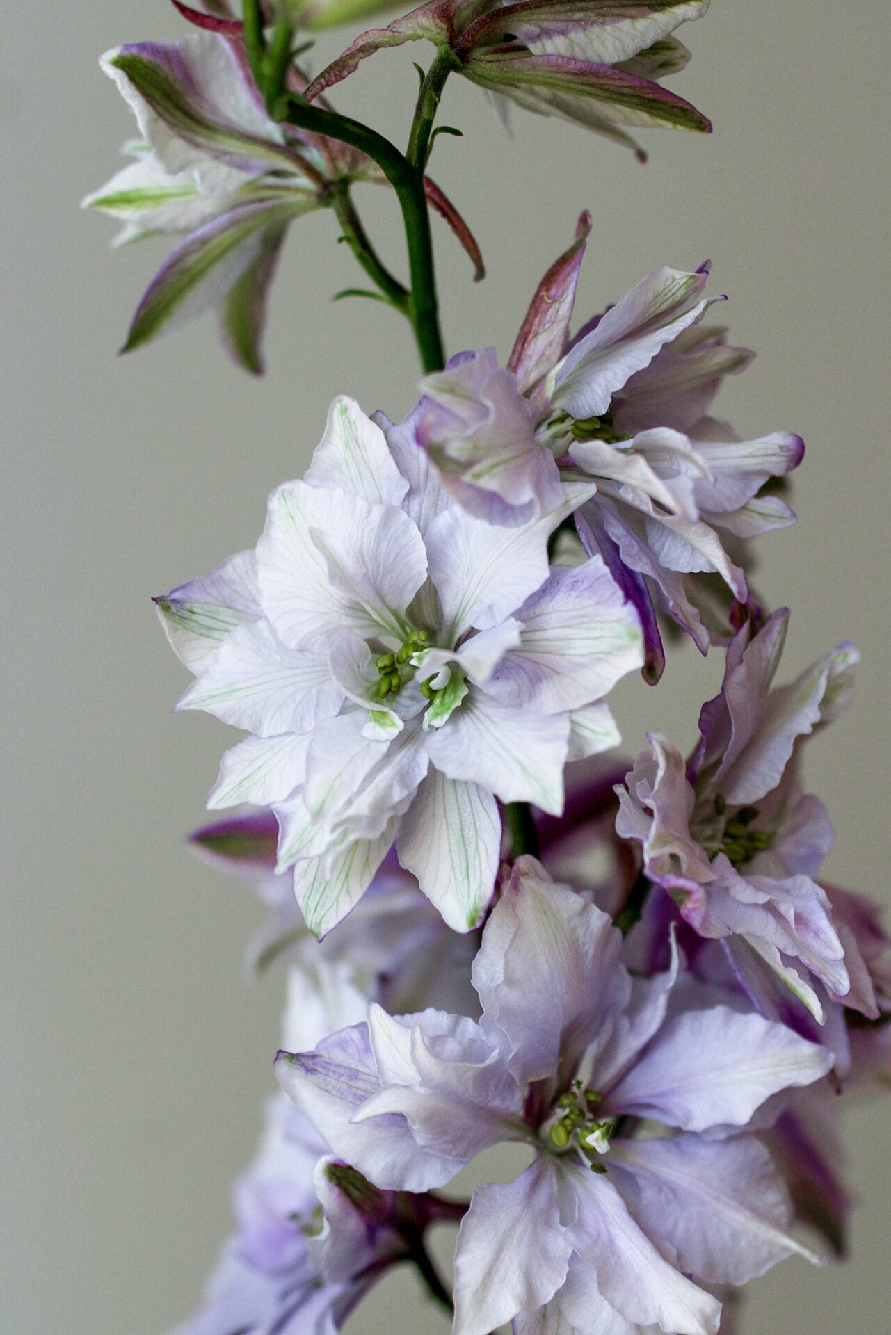 Fresh Larkspur Fresh Larkspur flower
