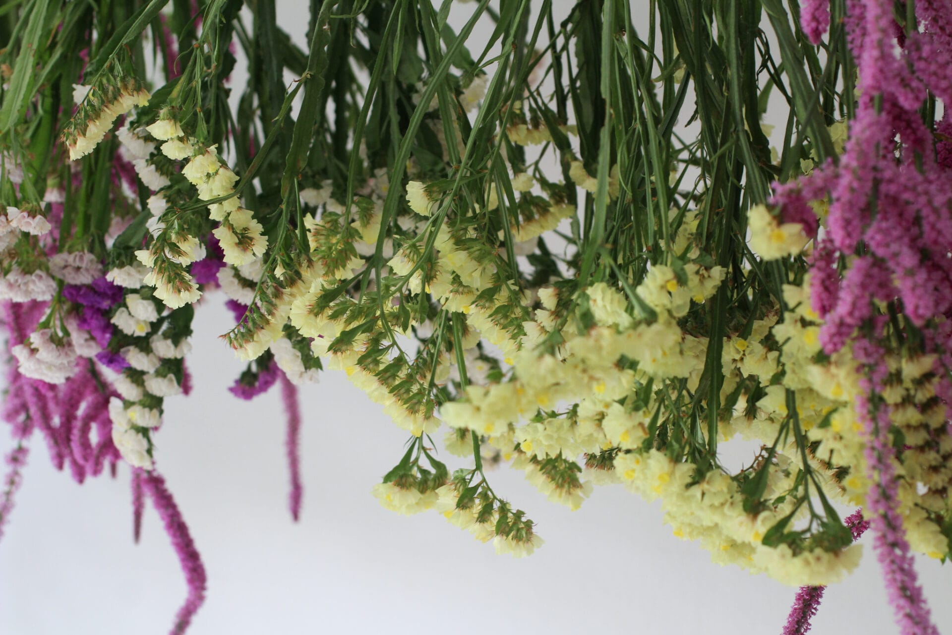 Hanging Statice Flowers to dry Hanging Statice Flowers to dry