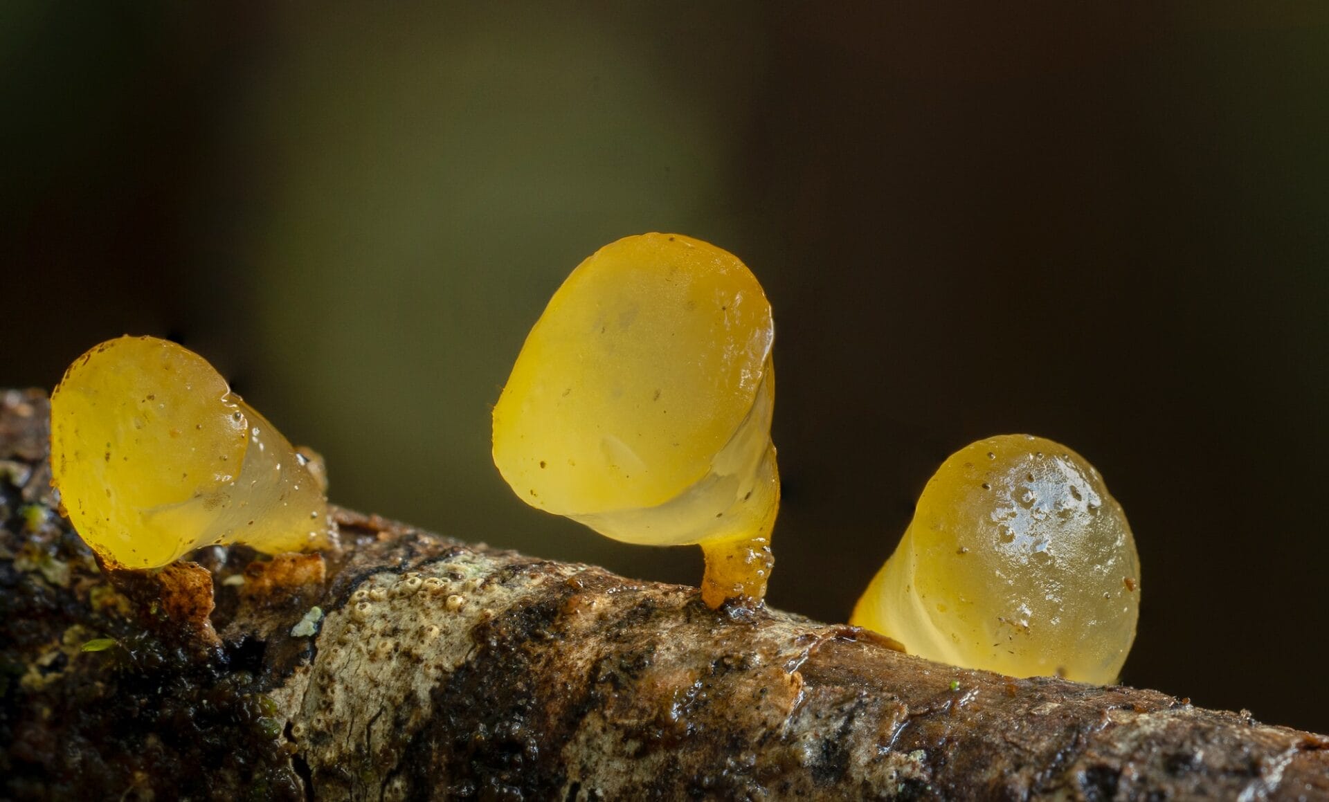 Heterotextus miltinus trio Jelly fungi | Fungi of Aotearoa