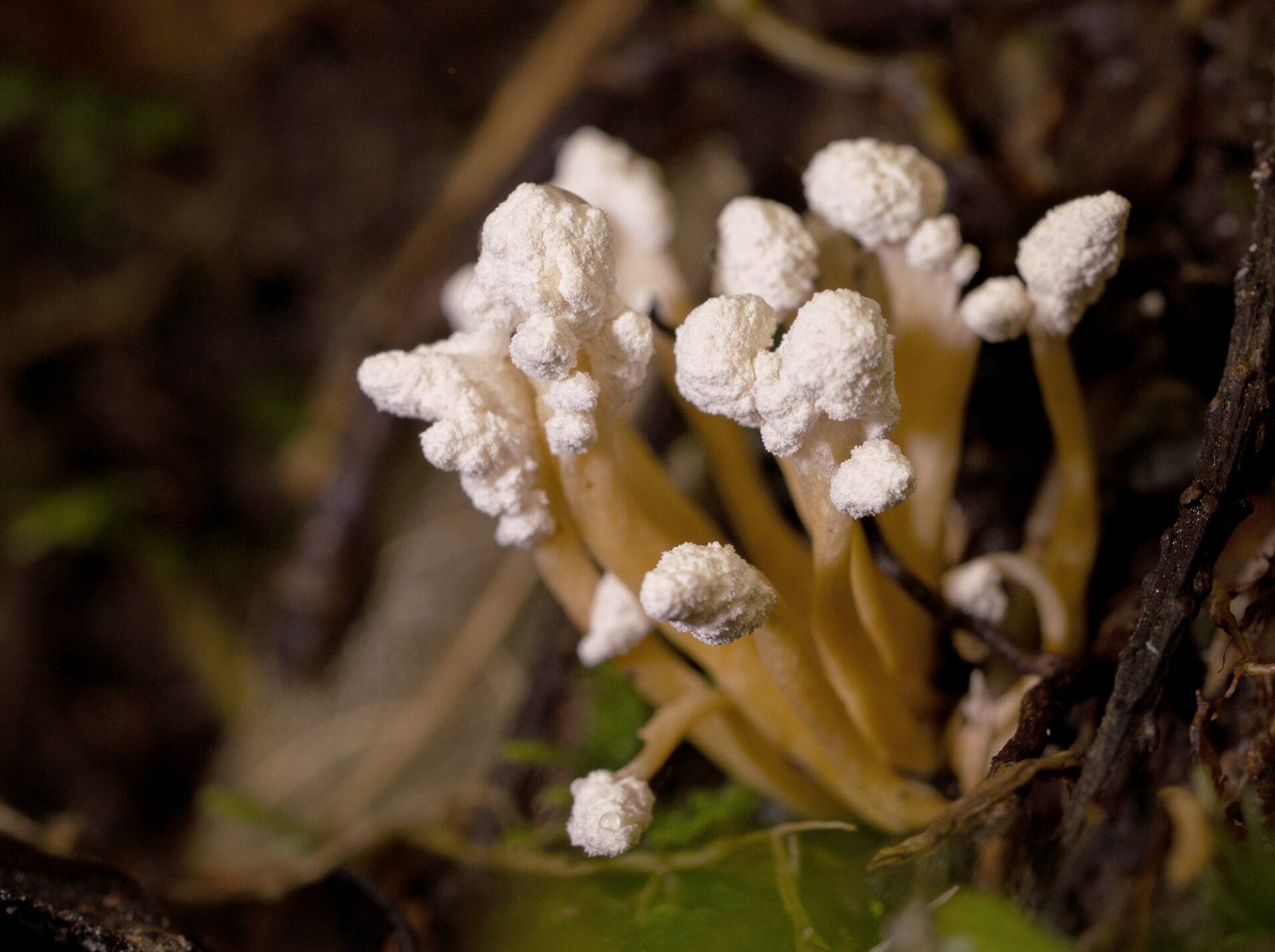 Isaria sinclairii Insect killers | Fungi of NZ