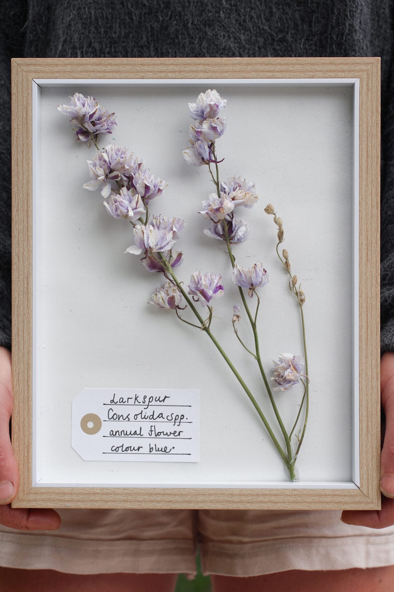 Larkspur Botanical Art Larkspur Botanical Art