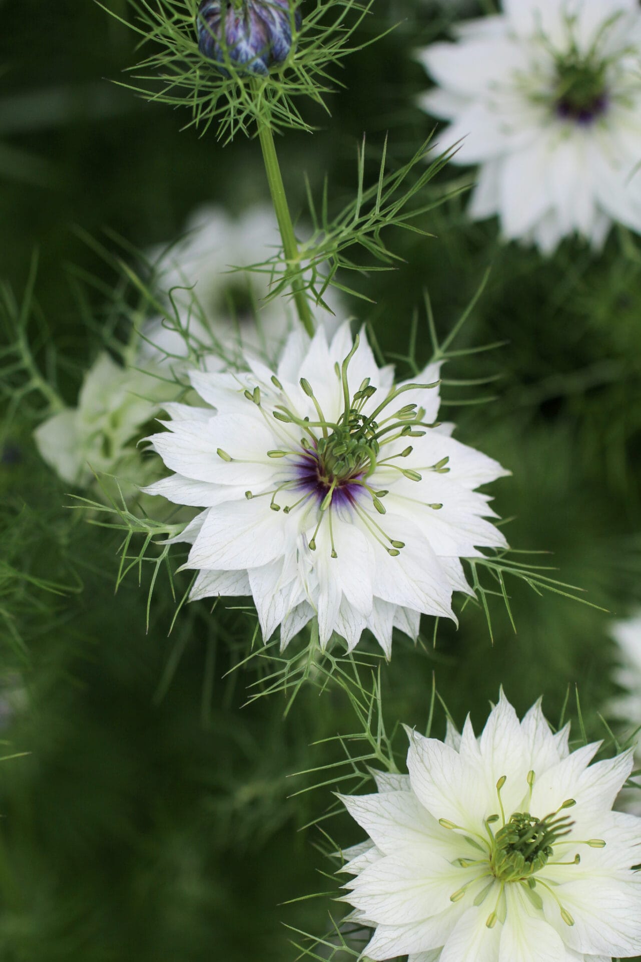 Nigella Flowers in garden Nigella Flowers in garden
