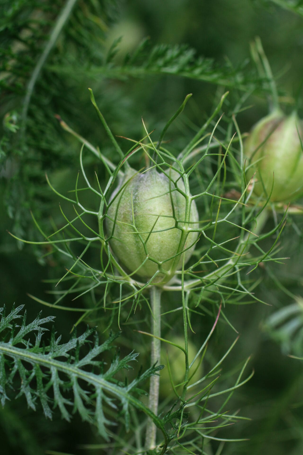 Nigella Seedhead in garden Nigella Seedhead in garden