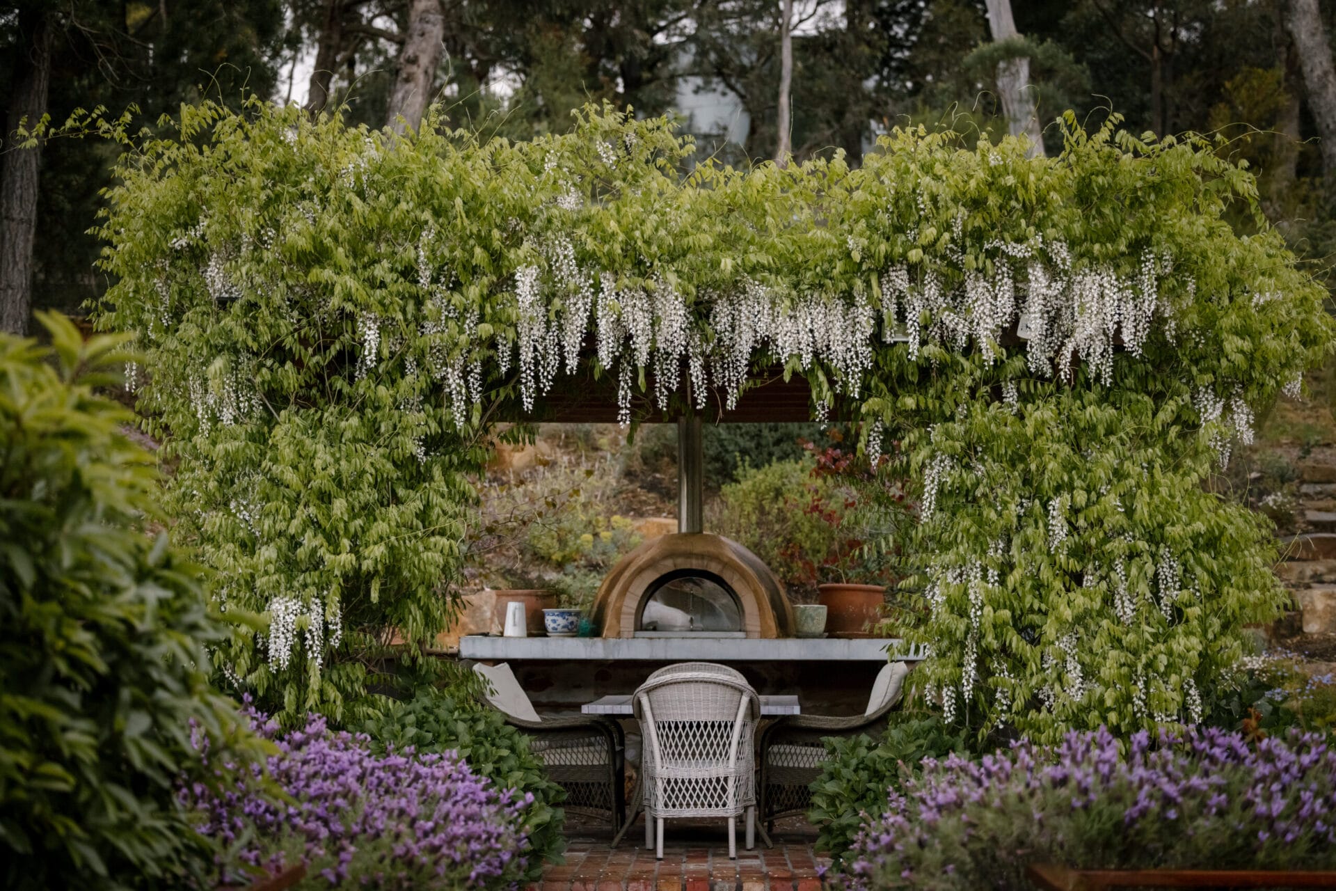 White wisteria in bloom