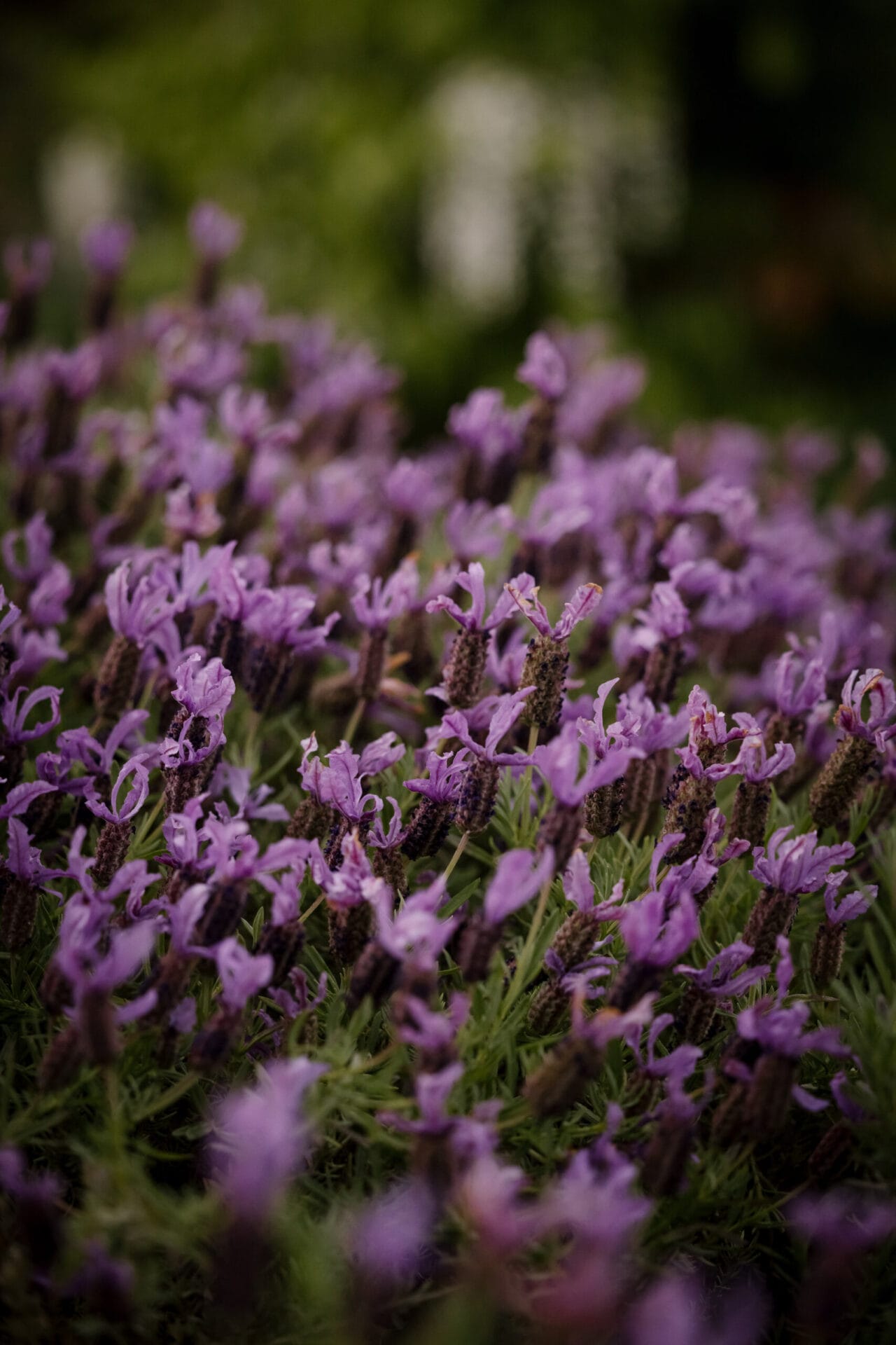 Ashley James Lavender