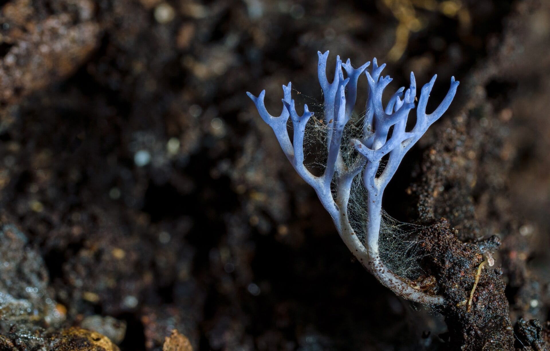 Ramriaopsis pulchella Corals & clubs | Fungi of NZ