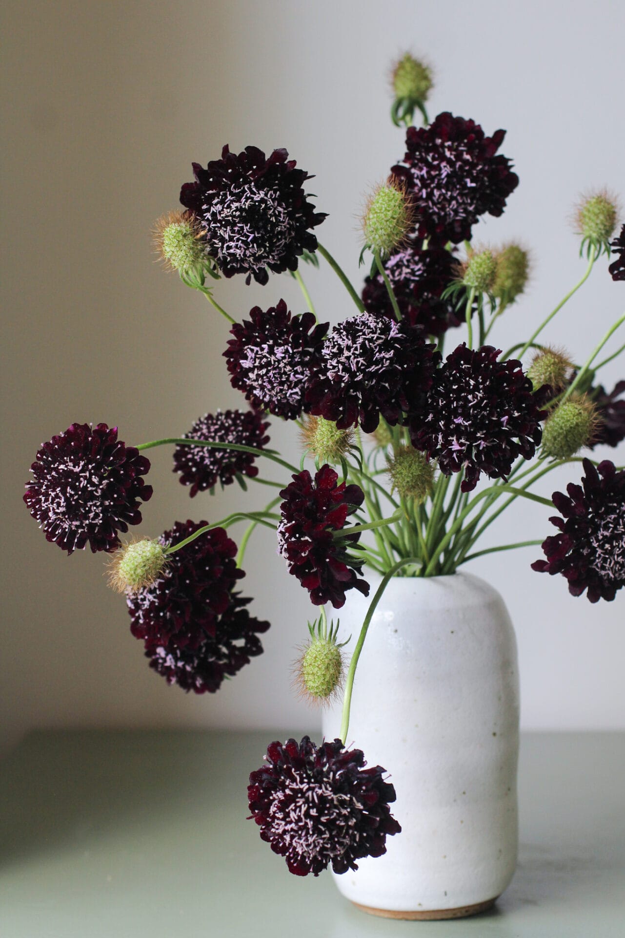 Scabiosa Flowers and Seedheads Scabiosa Flowers and Seedheads
