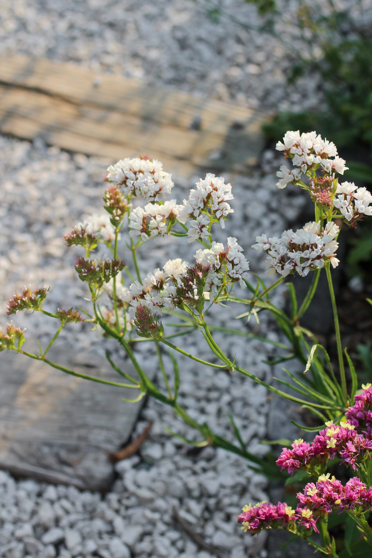 Statice Flowers in Garden