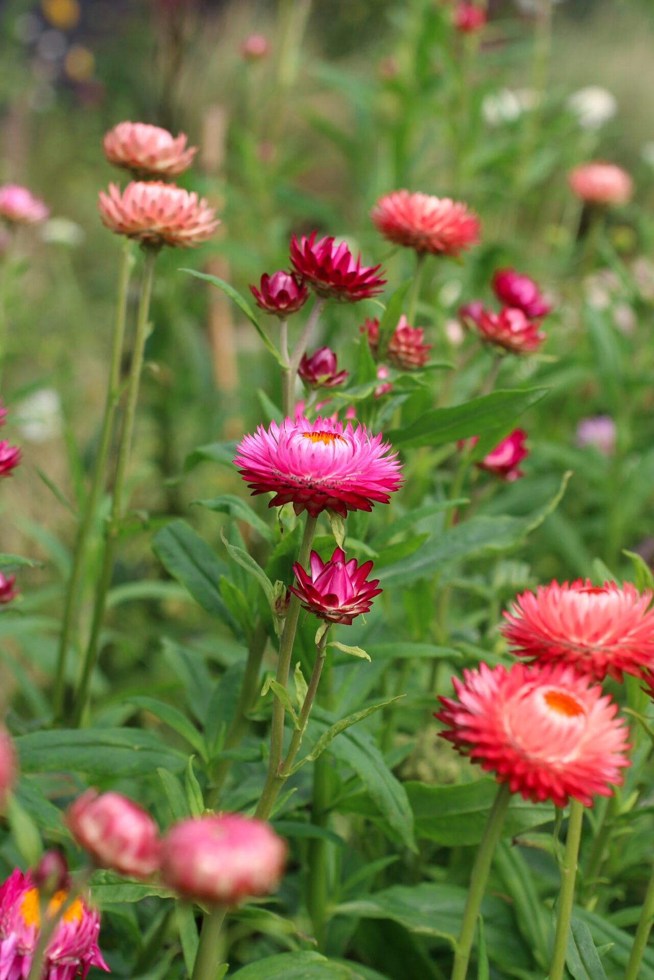Strawflowers in garden Strawflowers in garden