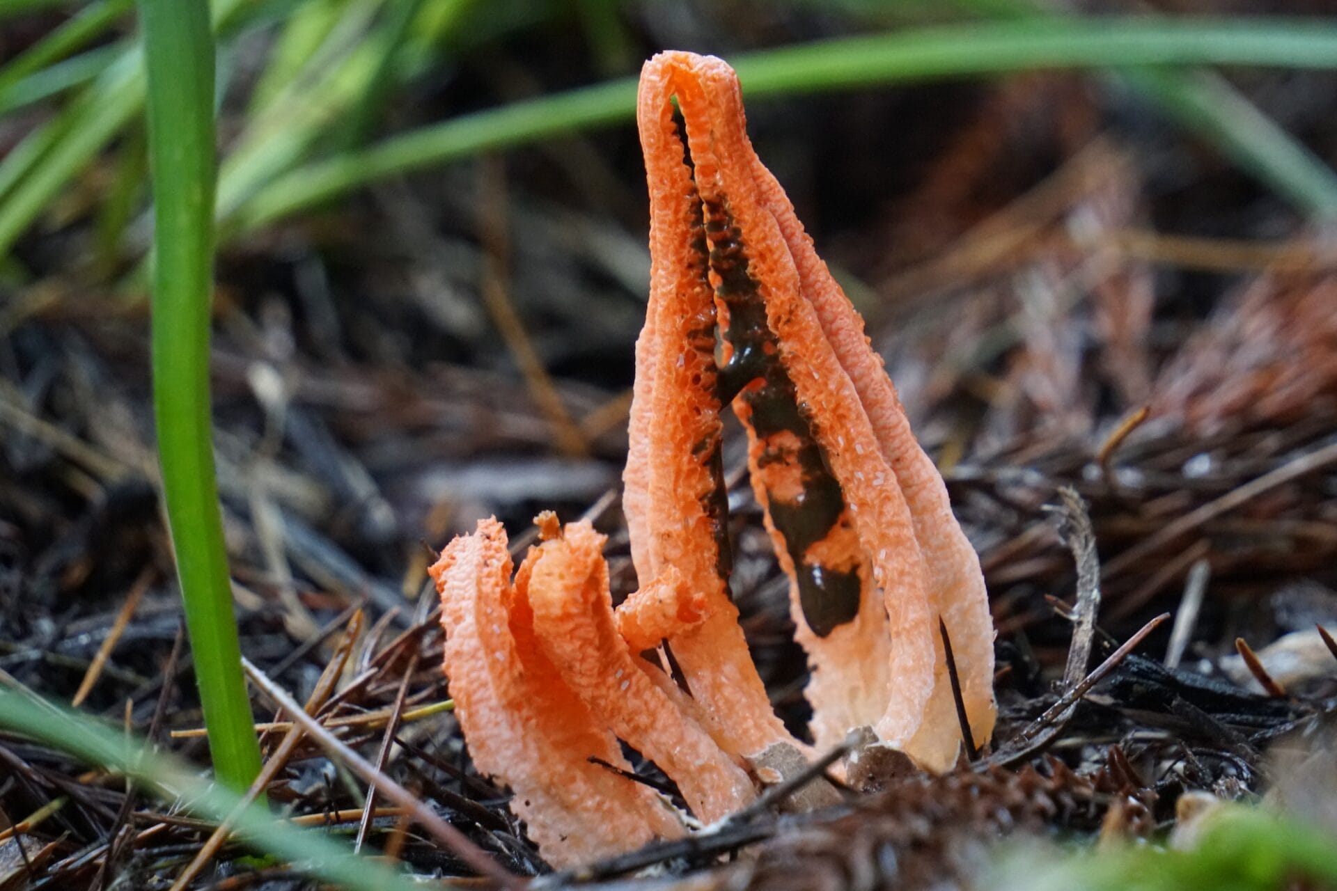 Stinkhorns | Fungi of NZ Stinkhorns | Fungi of NZ