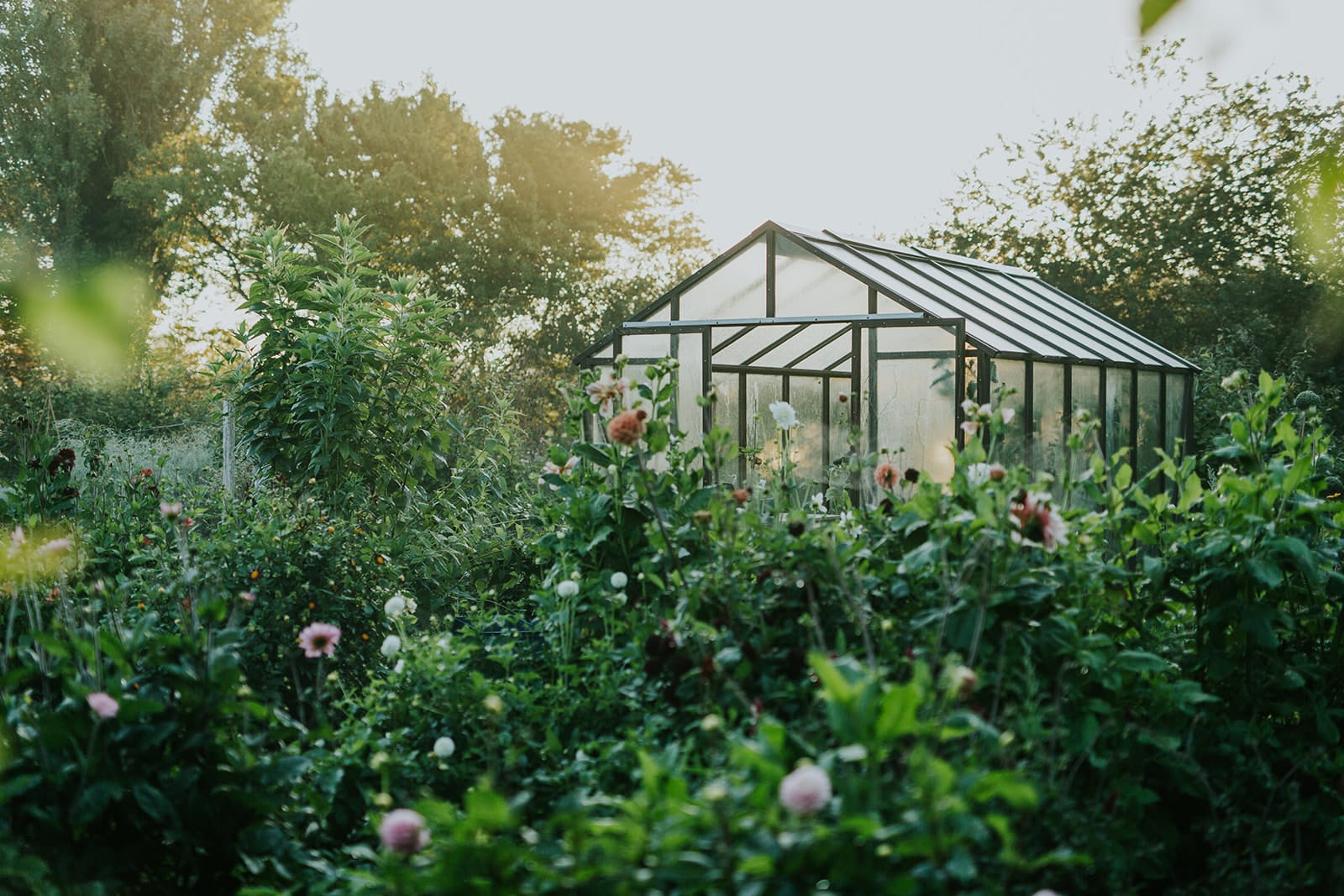 Glasshouse & dahlia flowers
