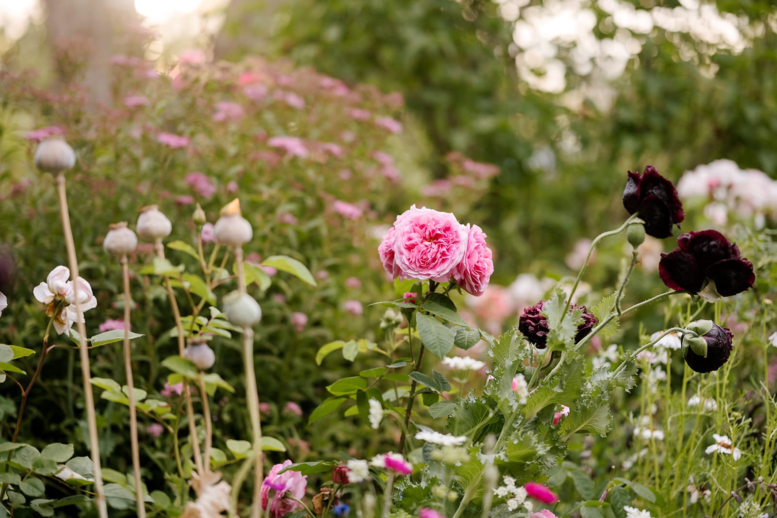 Rose & flower garden