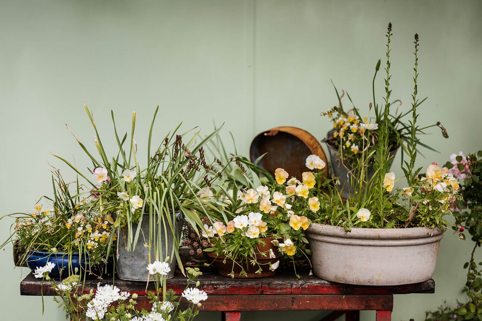 Sage Journal X Flowers on Lawn Pansies in pots