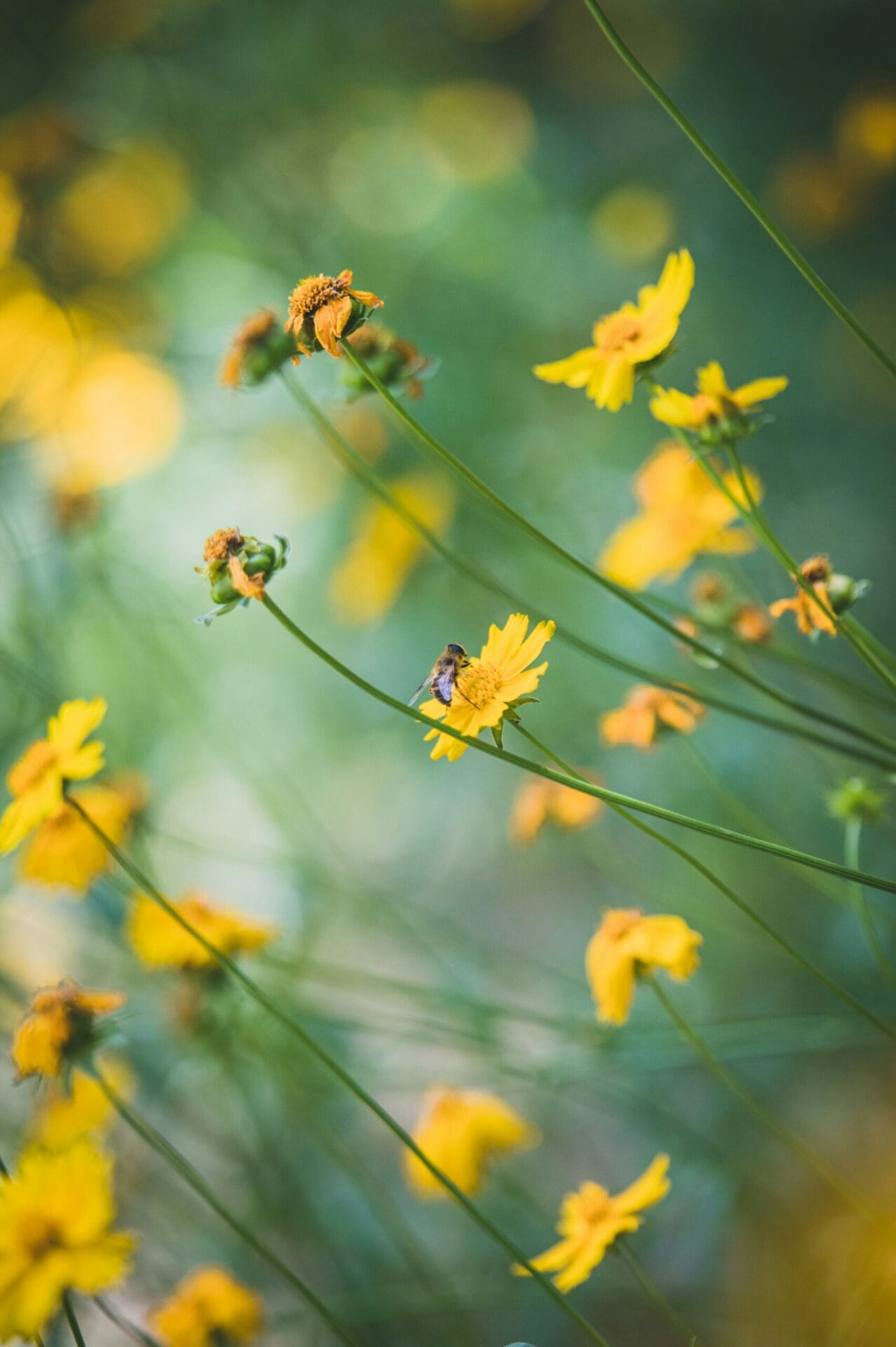 Coreopsis