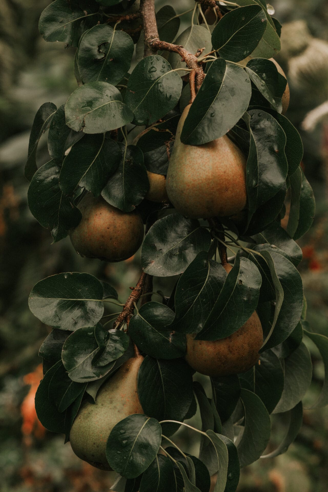 Autumn pears, by Mel Adams The Pollination Garden | Sage Journal