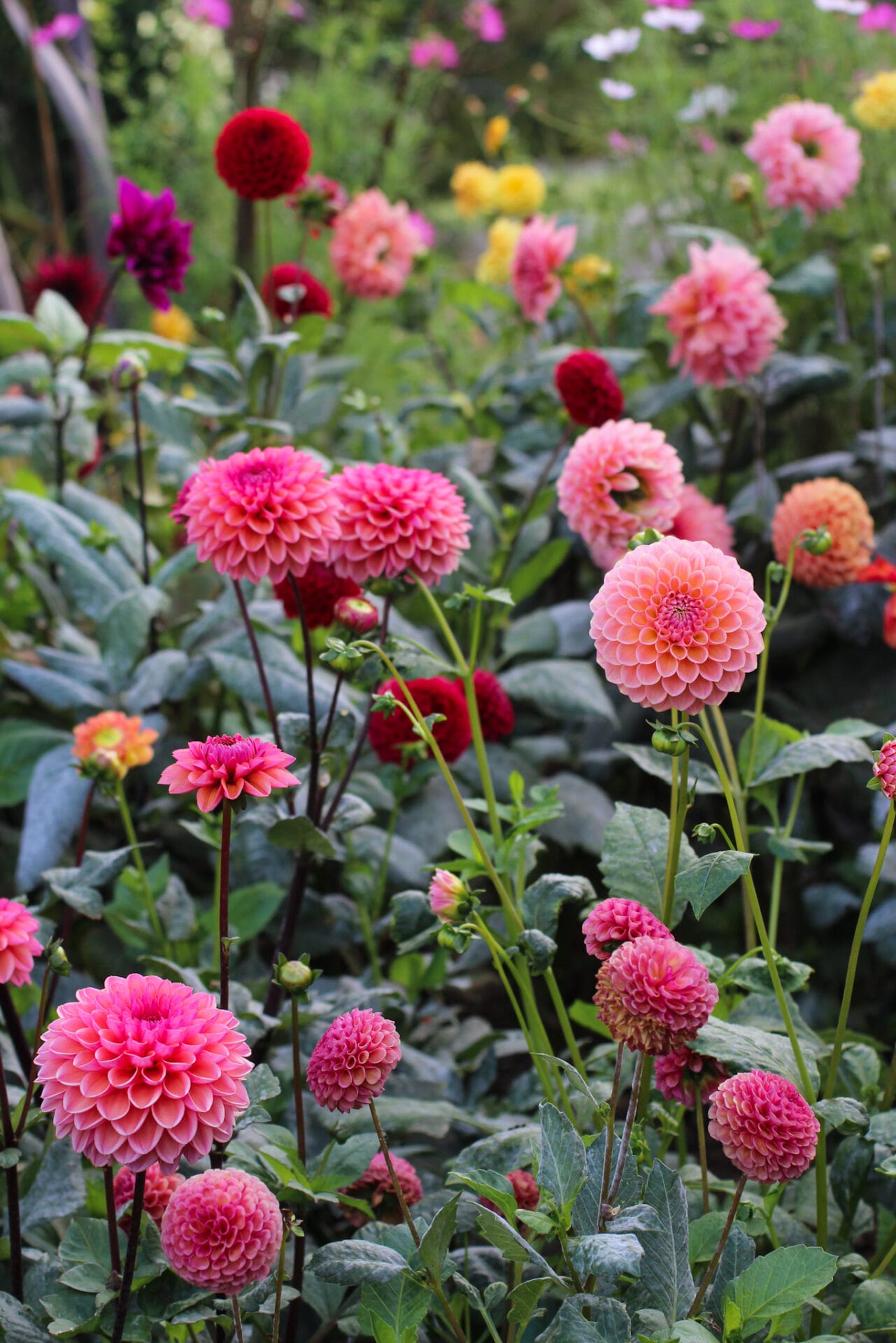 Dahlias can be purchased in autumn and will remain dormant before reshooting in spring