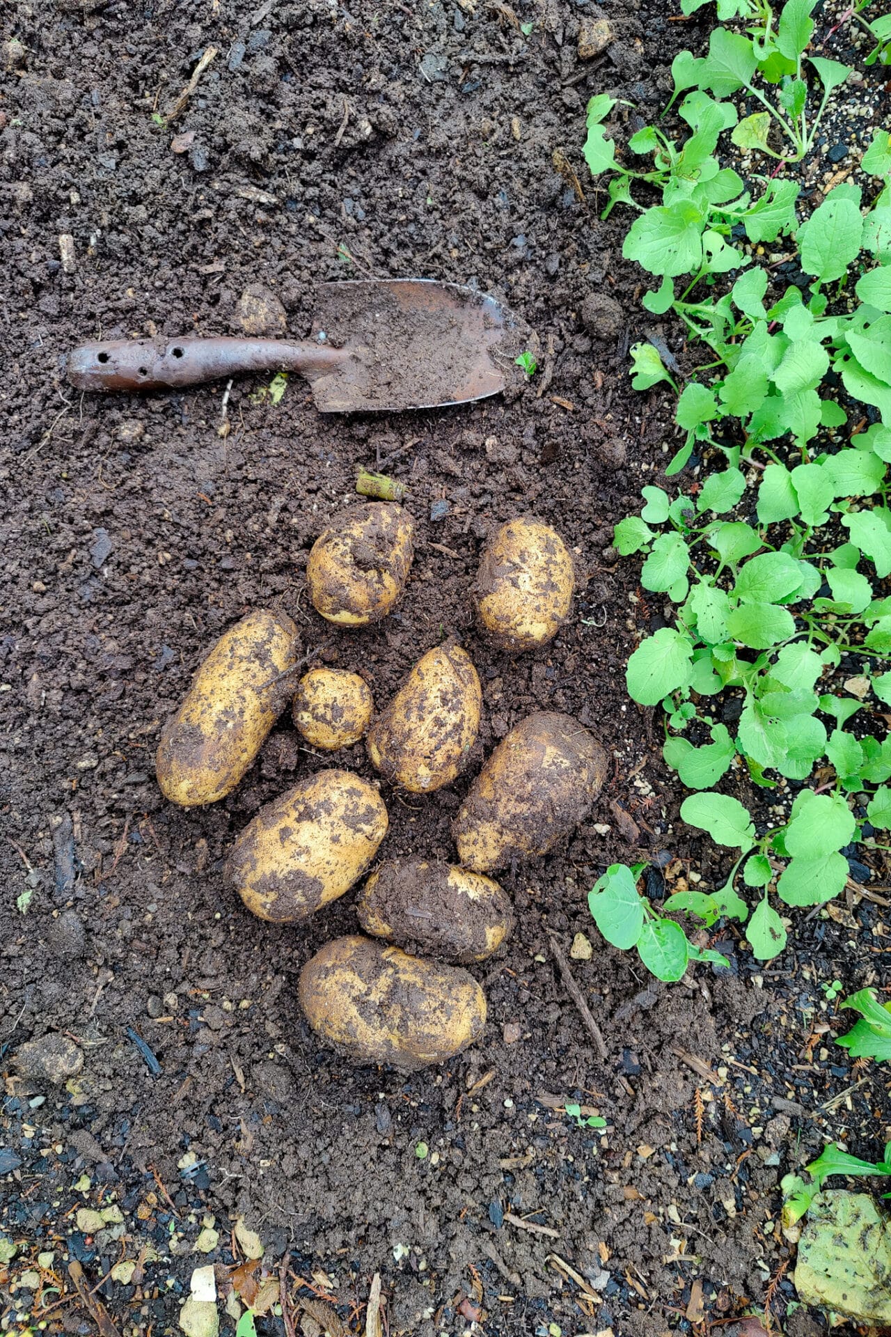 Digging potatoes in autumn_