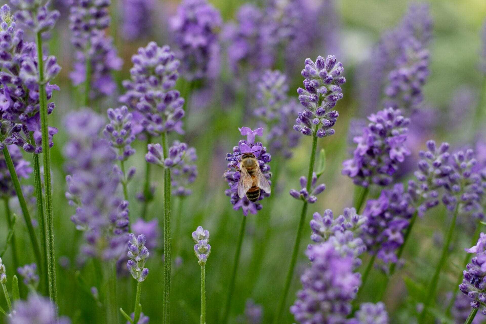 English-lavender
