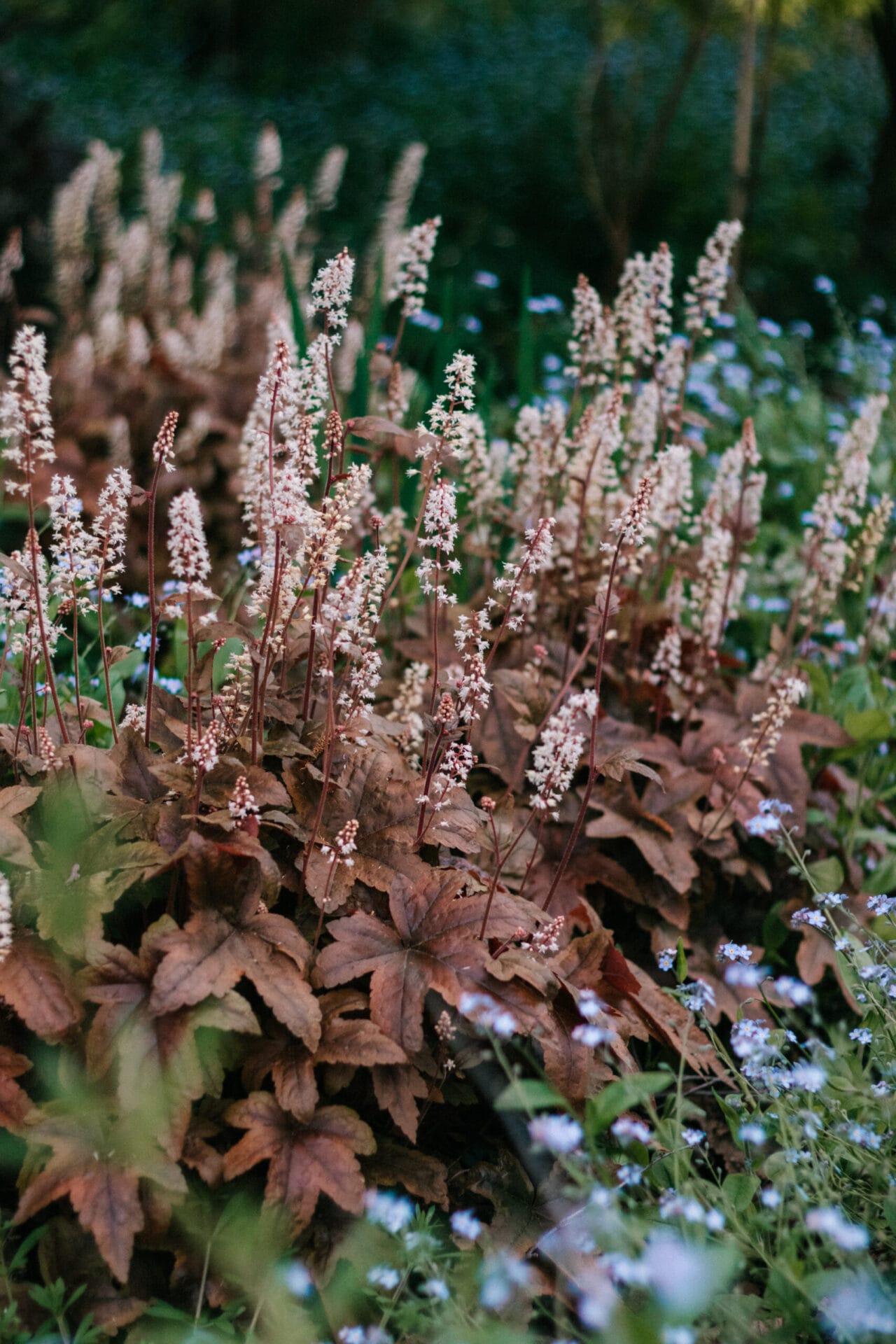Heuchera coral bells - low-growing perennials