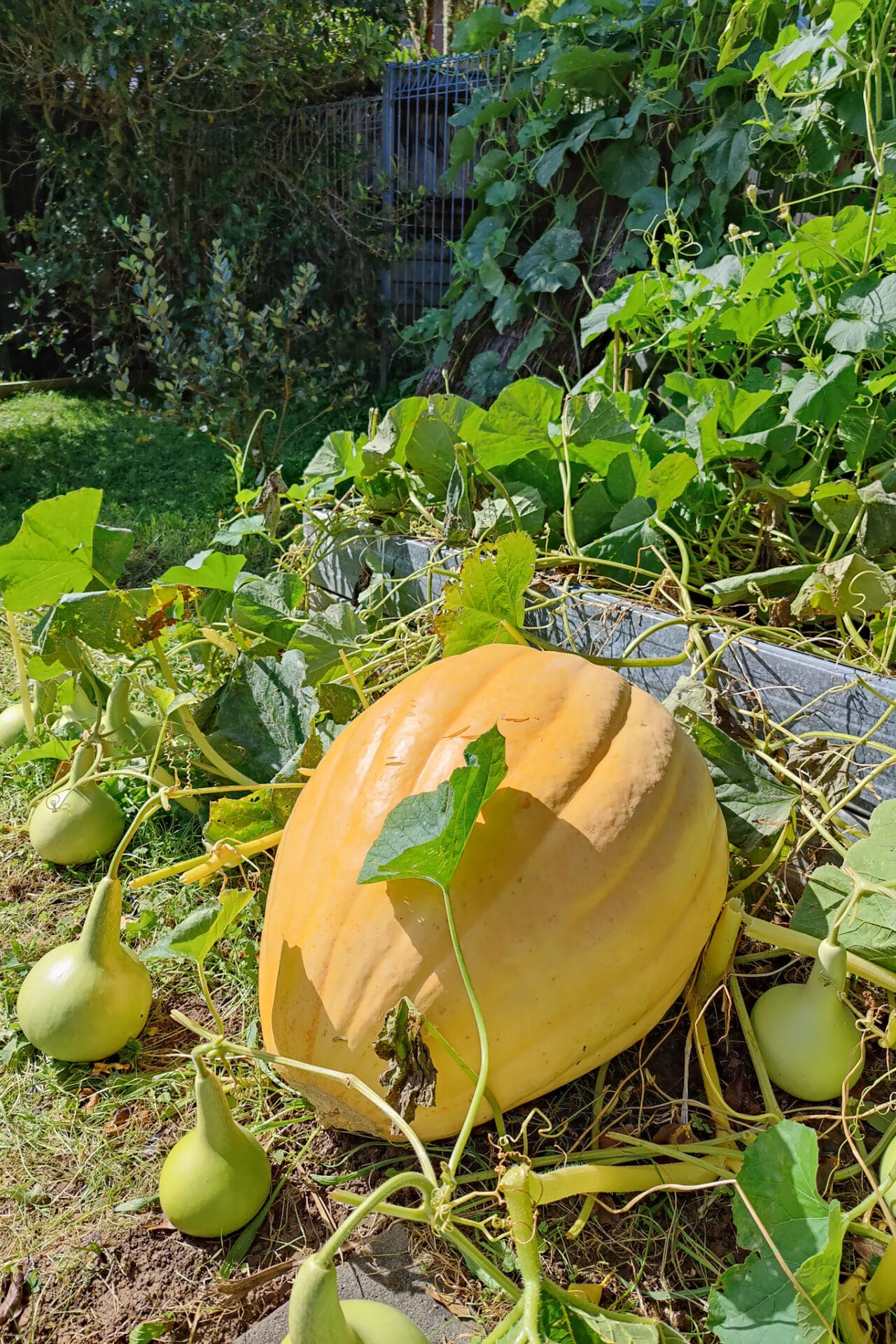 Giant Pumpkin surrounded by gourds at Playcentre_