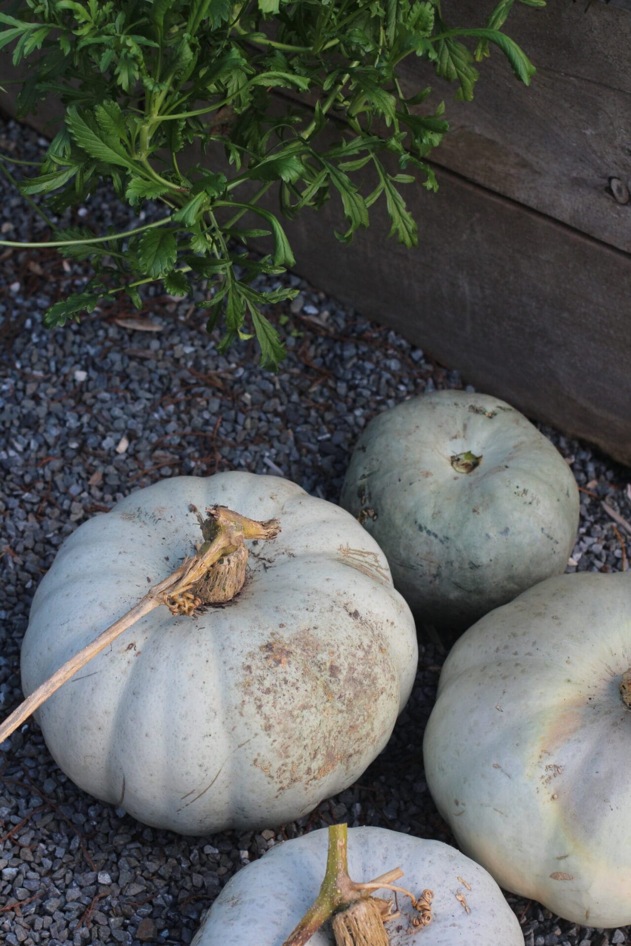 Harvested Pumpkins