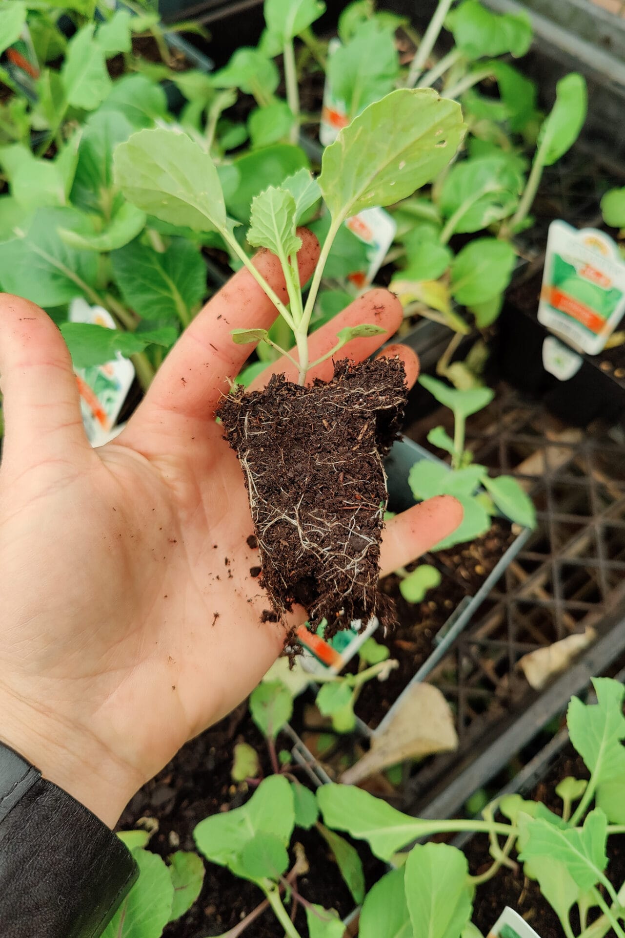 Healthy Root System in Vegetable Seedling