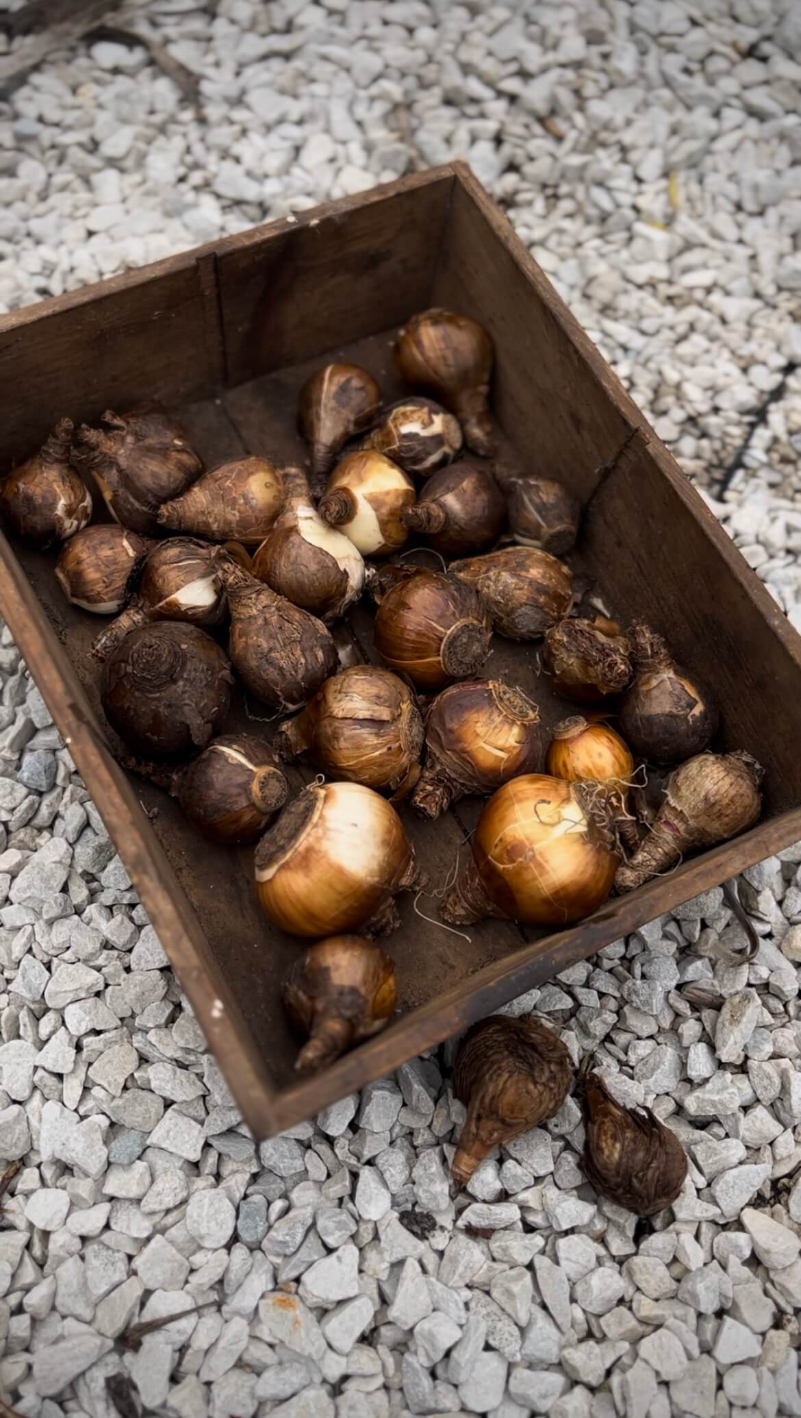 Spring bulbs planting in autumn Spring bulbs planting in autumn