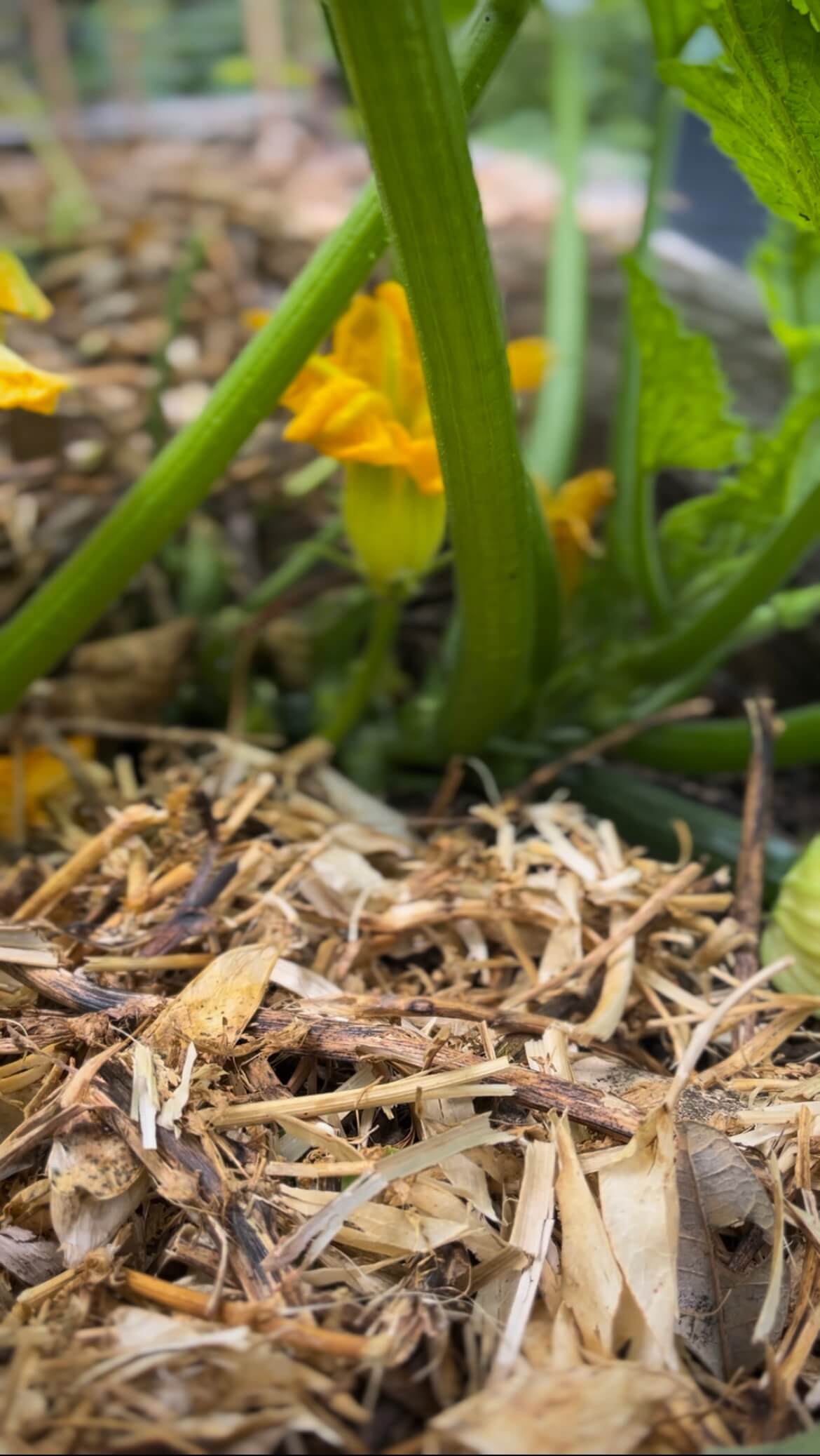 Mulching the garden for winter Mulching the garden for winter