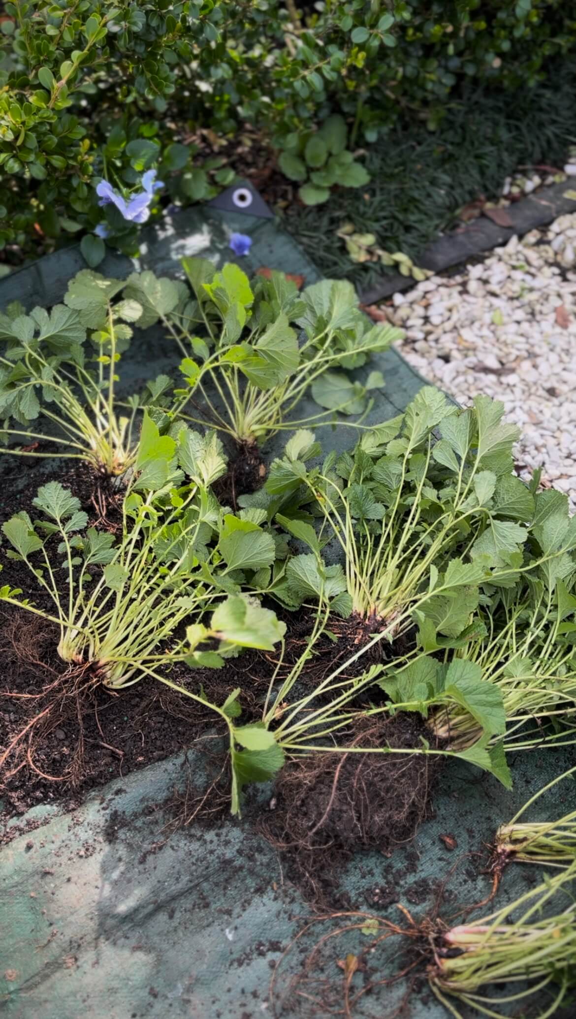 Propagating plants in autumn Propagating plants in autumn