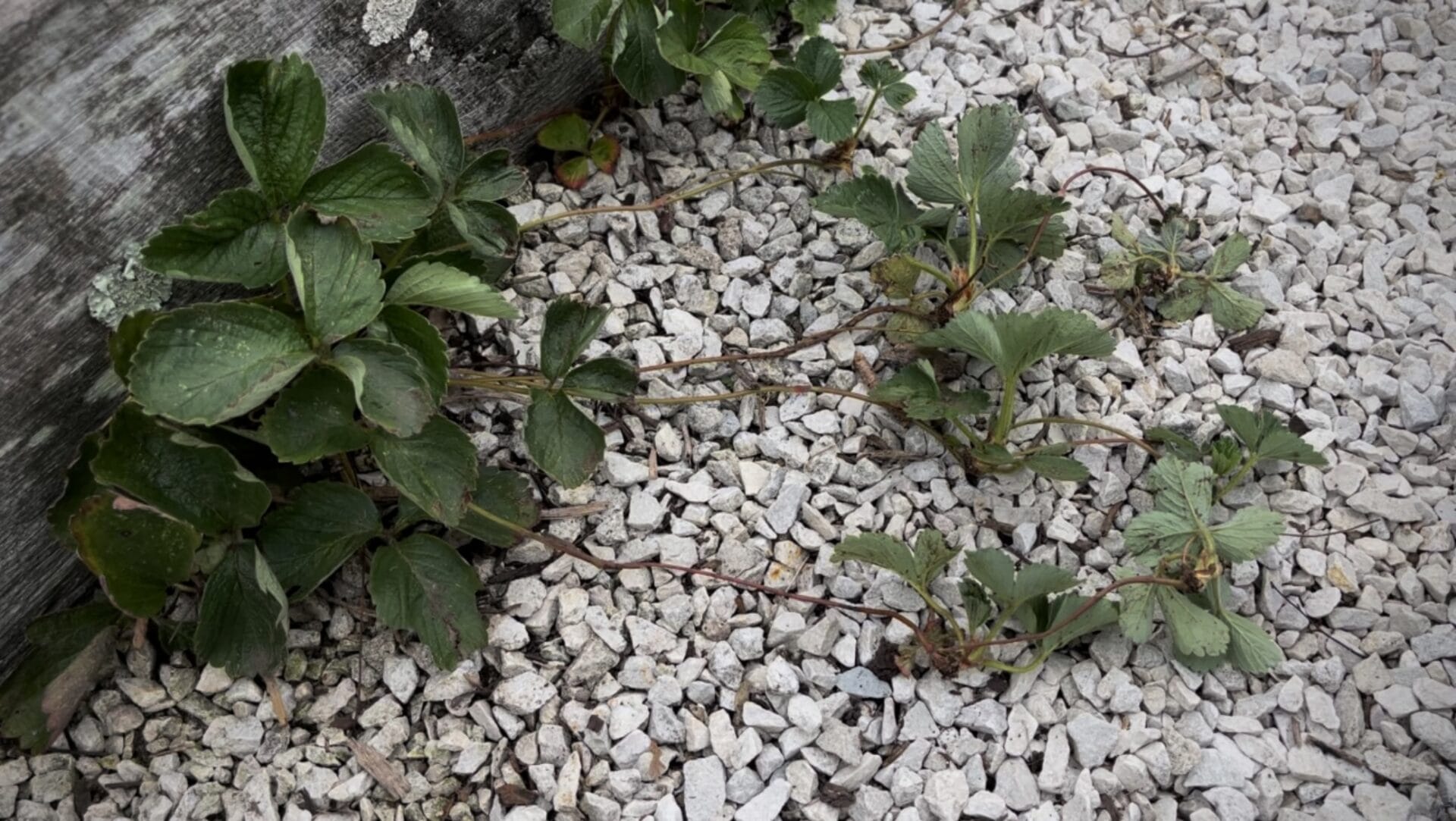 How to grow strawberries from runners