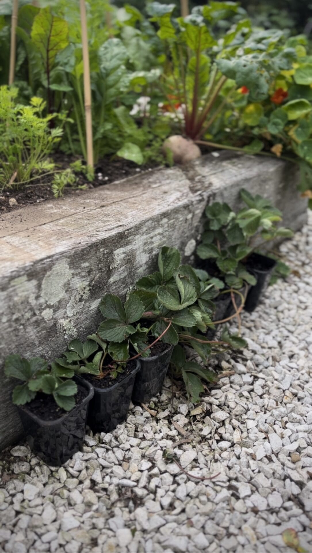 Potted strawberry runners