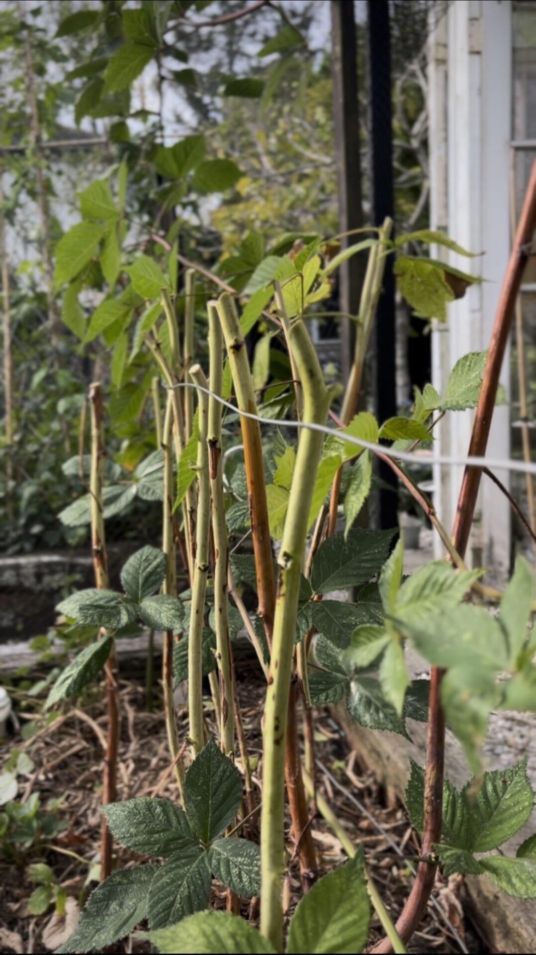 How to prune raspberries
