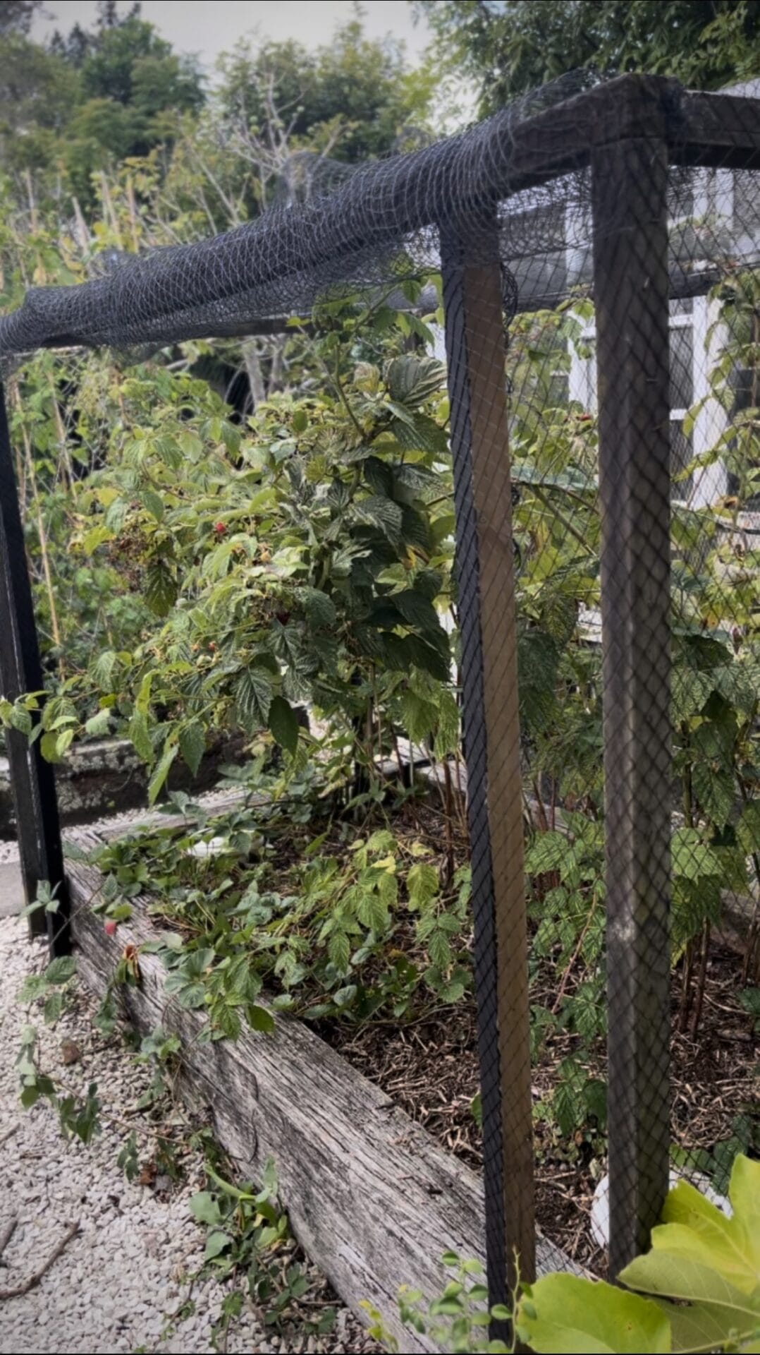 How to protect raspberries