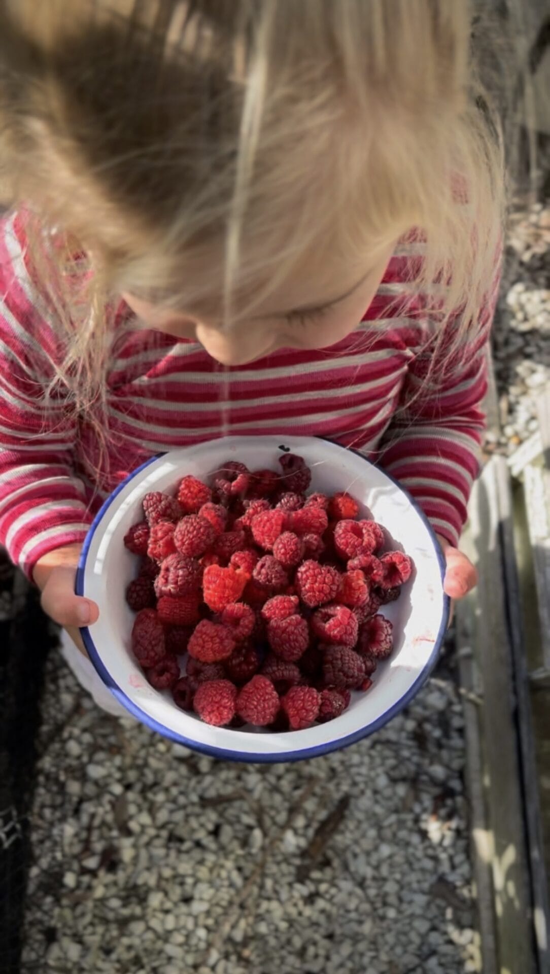 How to grow raspberries