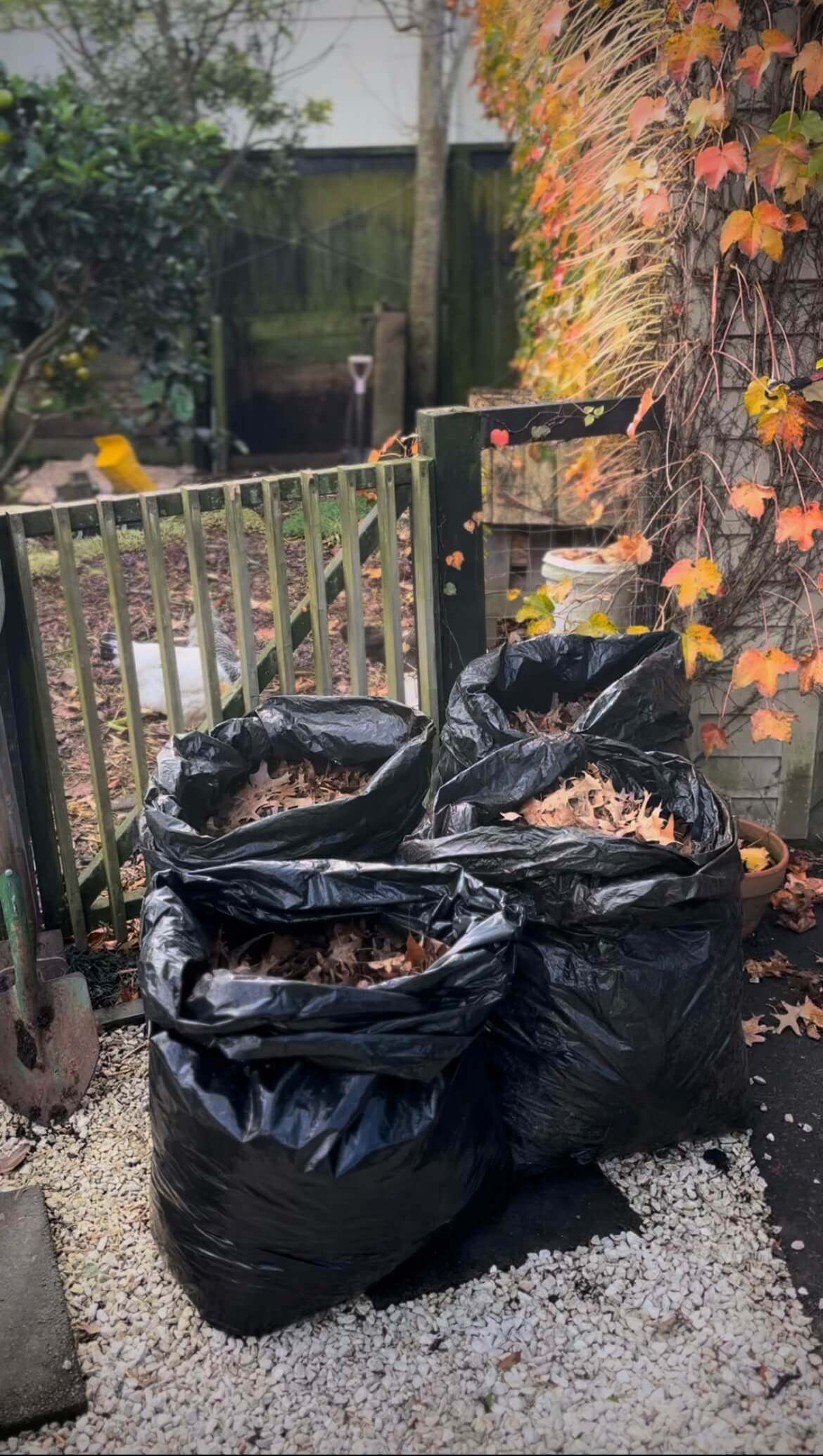 Making leaf mould for the garden Making leaf mould for the garden
