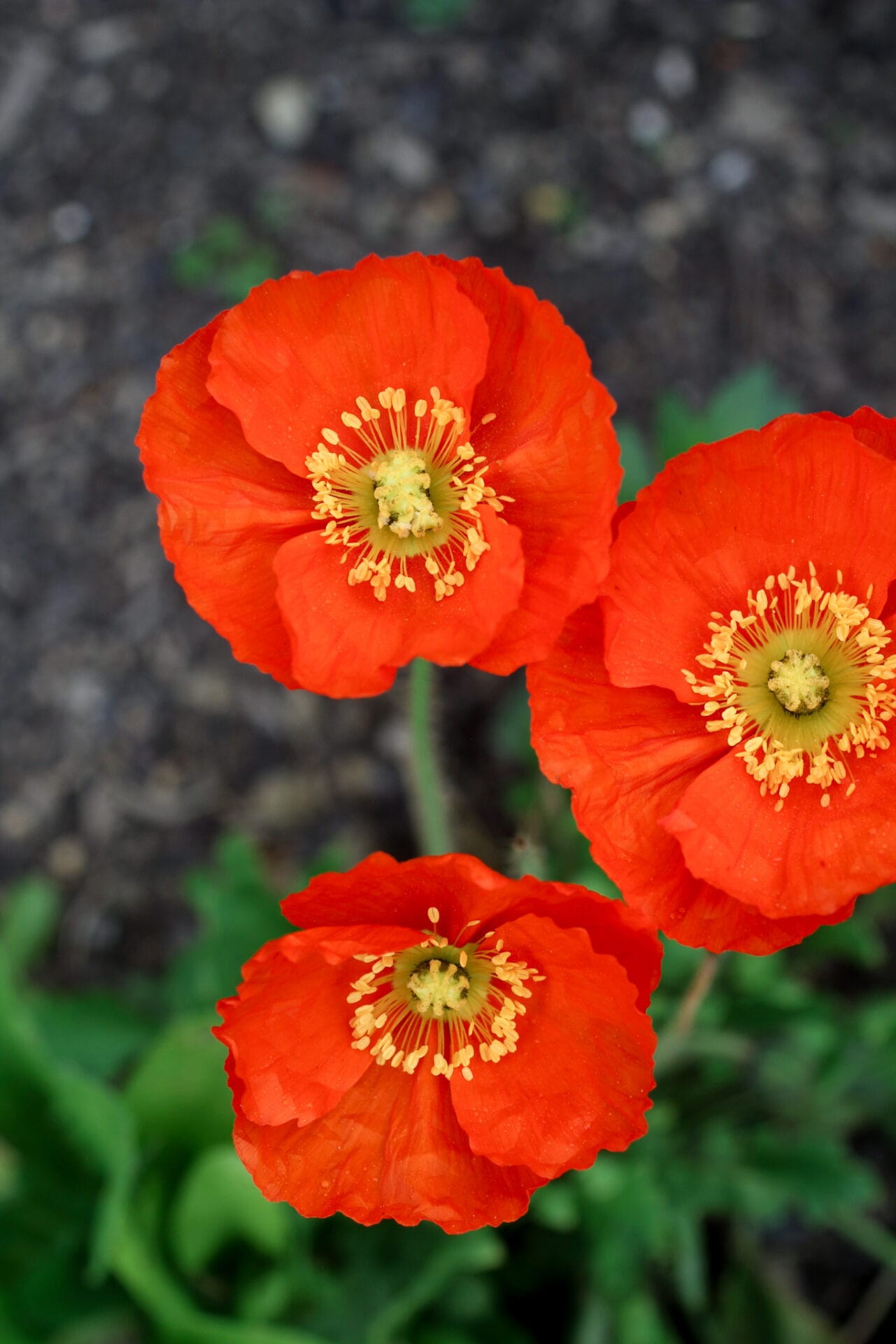 Icelandic Poppy is a hardy annual that can be planted in Autumn_
