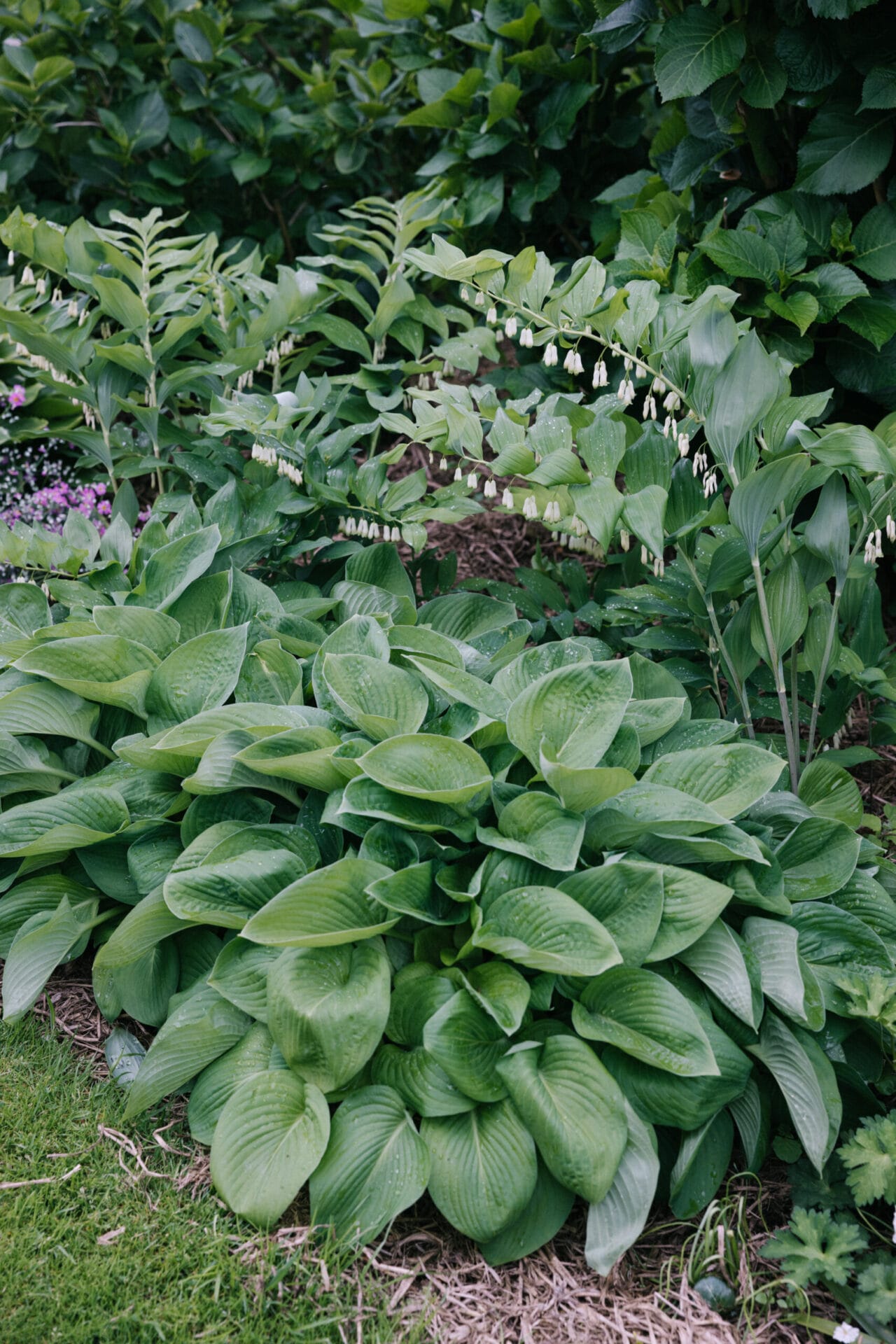 Hostas and Solomon's seal Hostas for low growing border plants