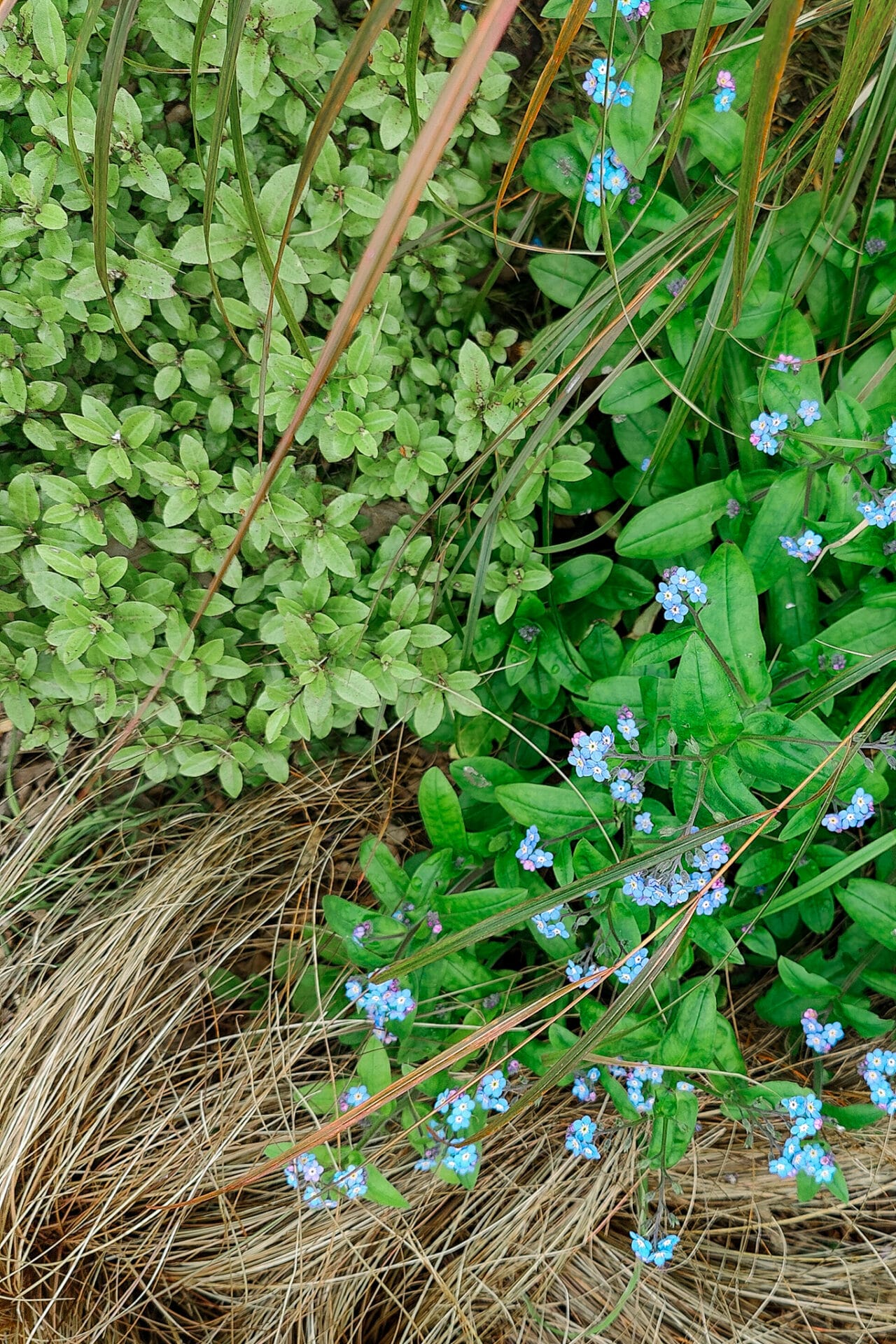 Pittsoporum Shrubs mingling with grasses and perennials in Elly_s garden