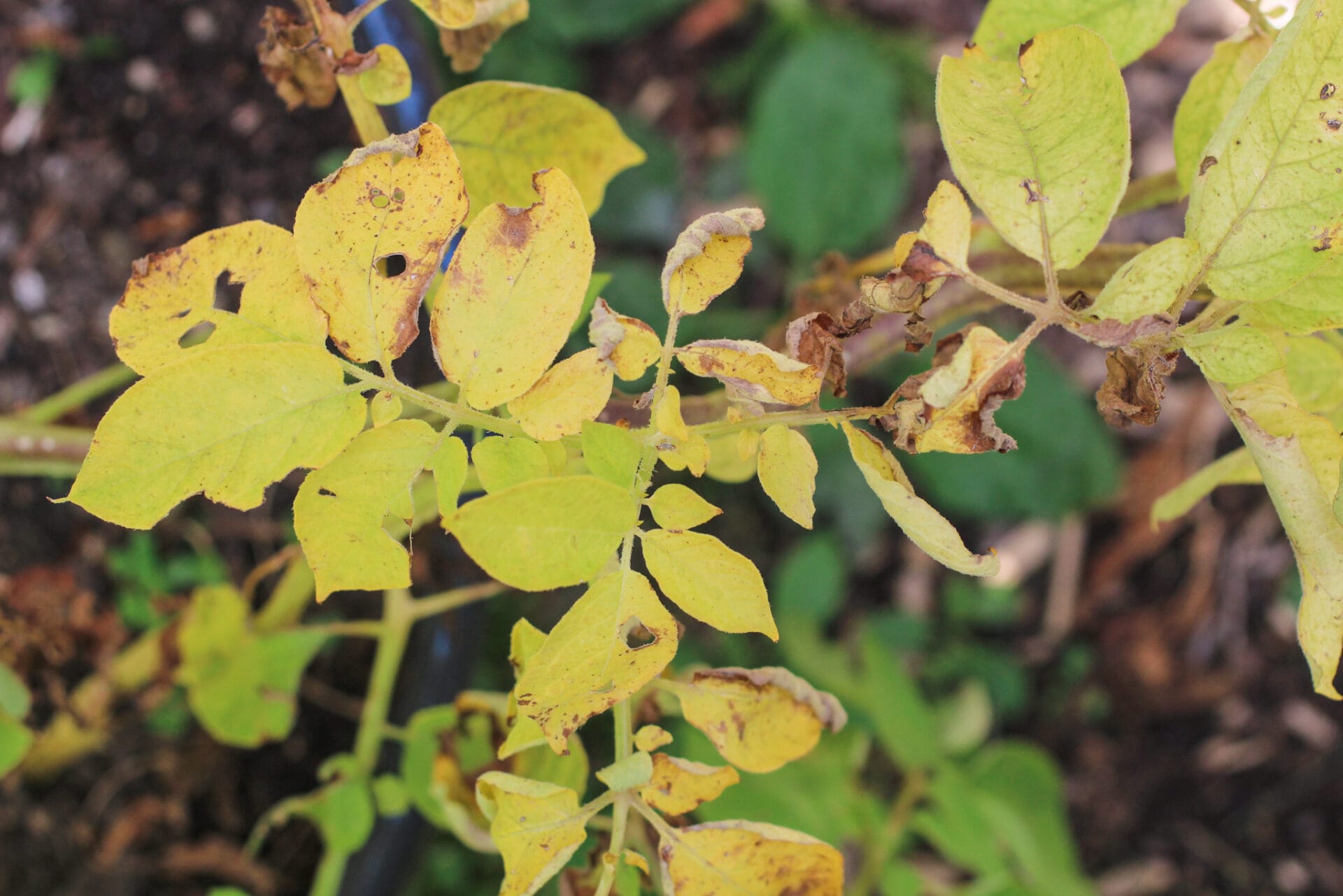 Potato plant dying off