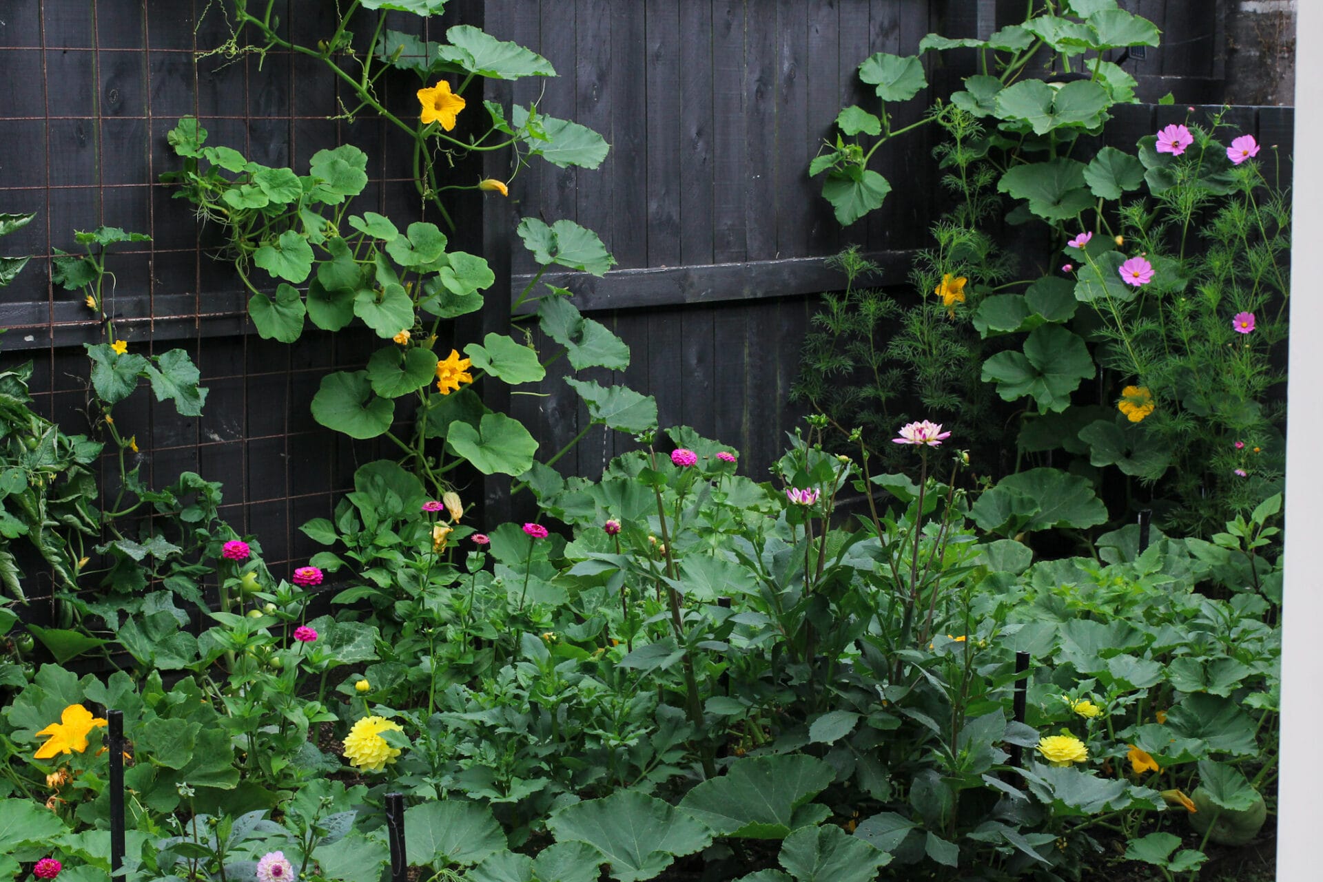 Pumpkin Patch_