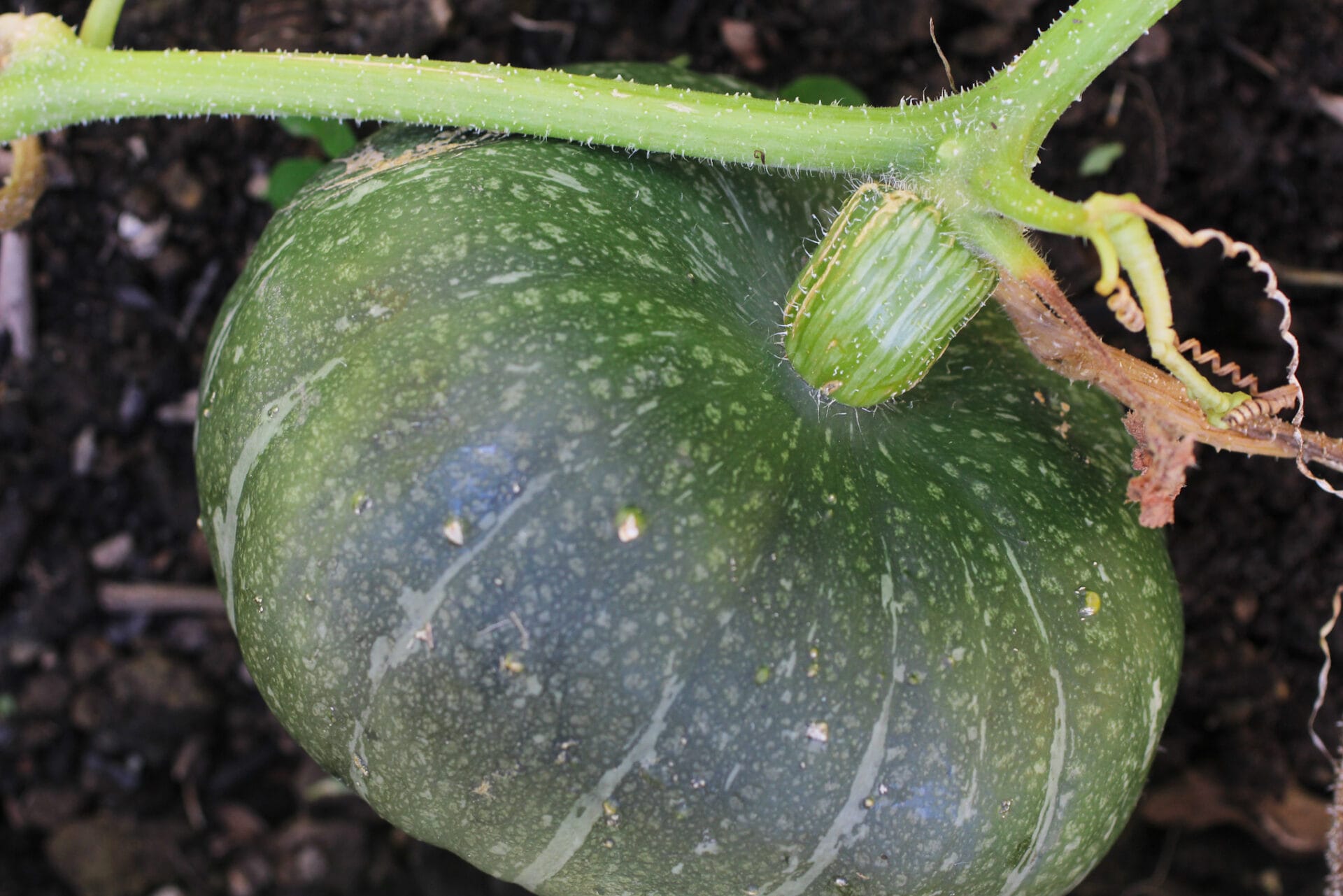 Pumpkin vine and tendrils dying back