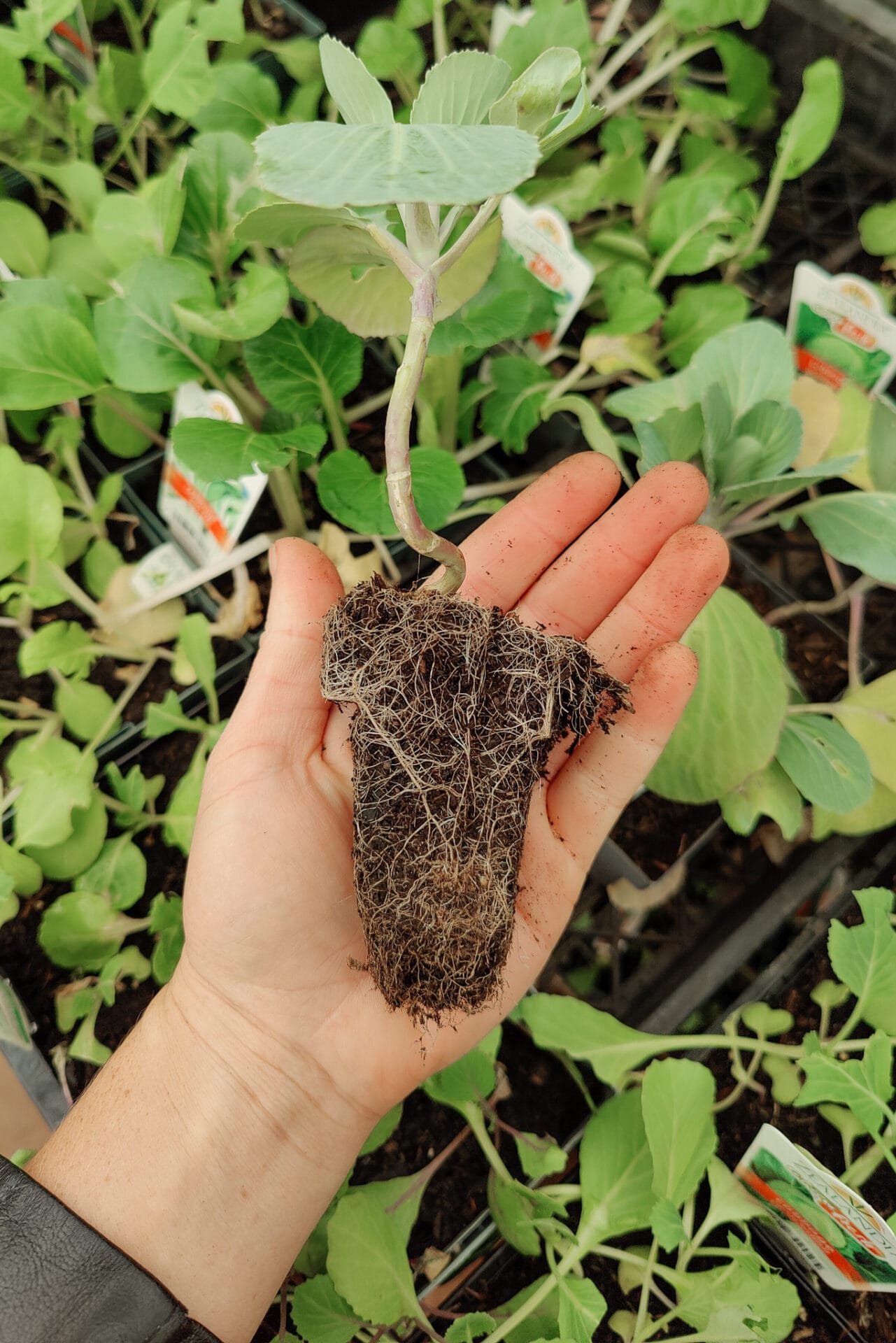 Root Bound Vegetable Seedling_