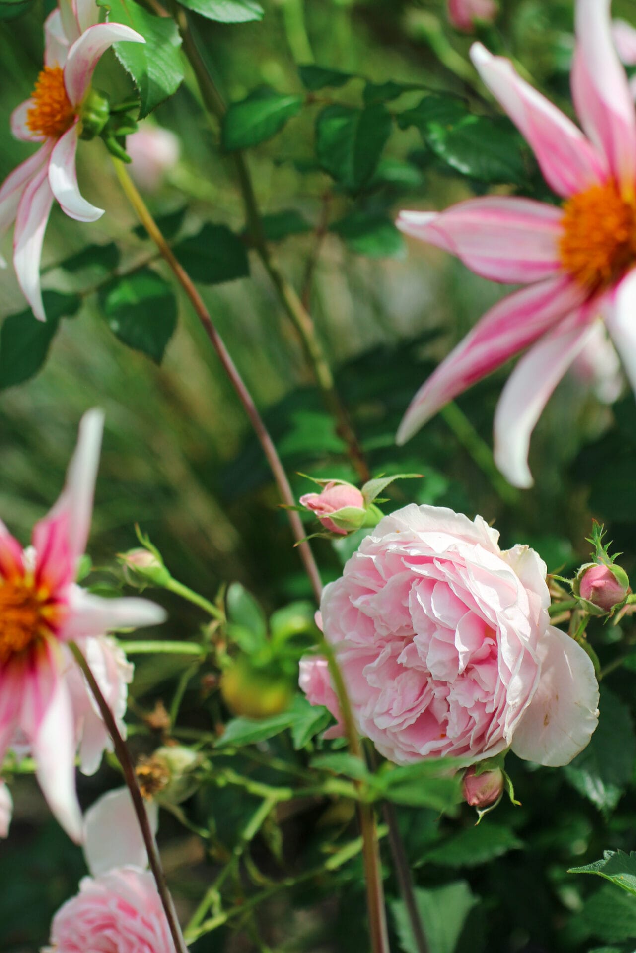 Roses will reshoot with fresh growth in spring_