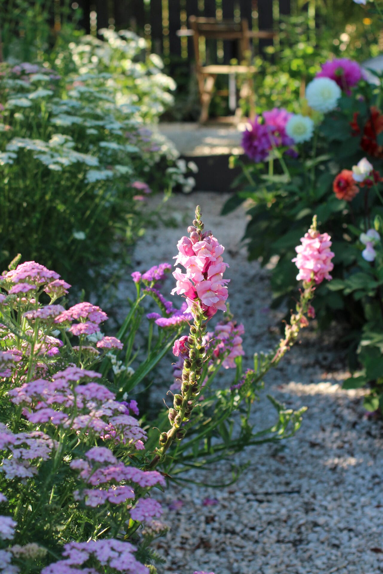 Snapdragons are hardy annuals and can be planted in Autumn