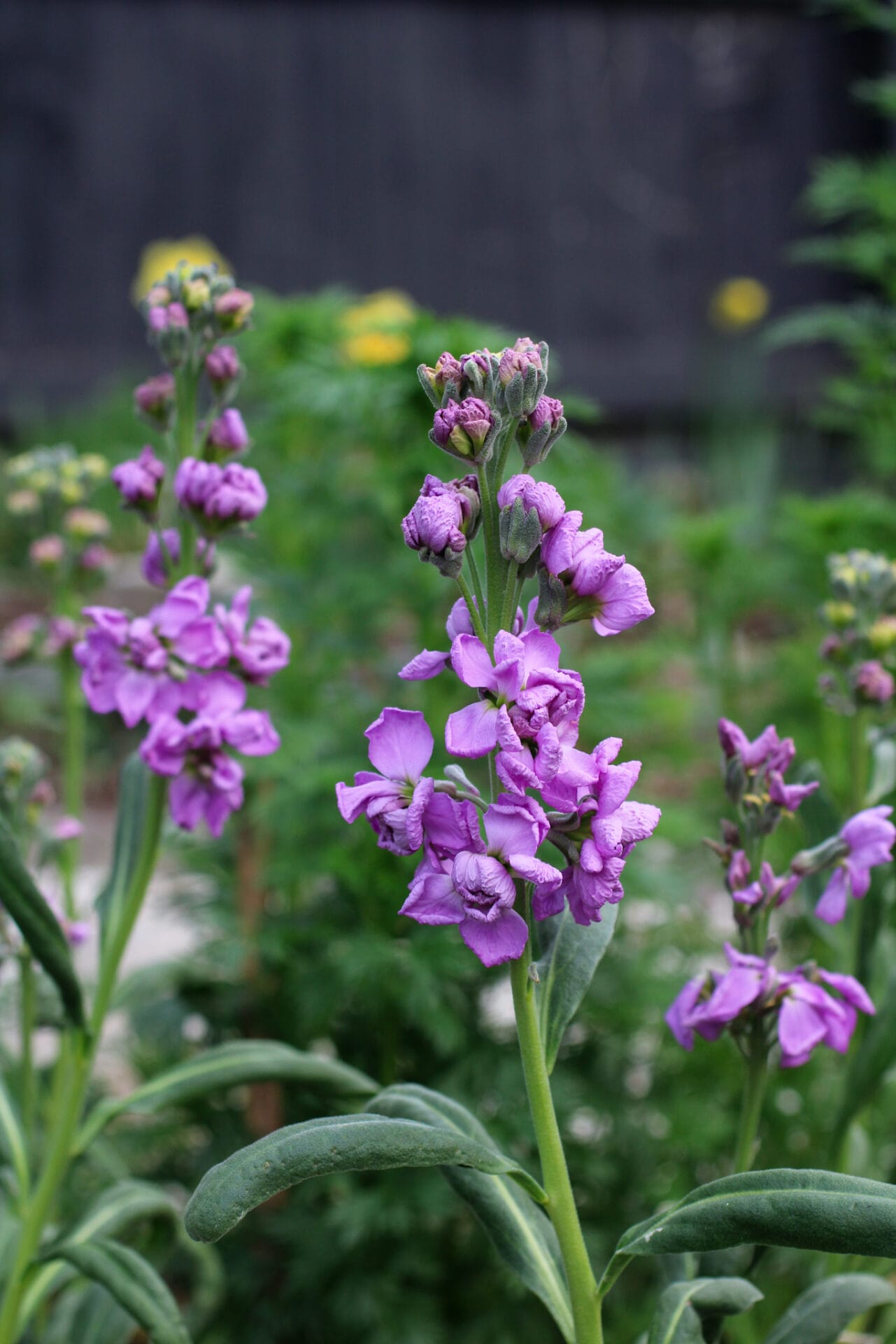 Stock is a hardy annual that can be planted in Autumn_